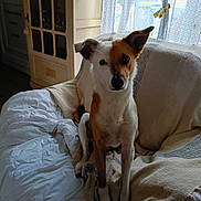 Tino a rejoint le concours — aidez-le/la à gagner de superbes lots ! dog, animal, pet, indoor, couch, blanket, window, curtain, furniture, brown, white, sitting, face, ears, floor, home, relaxed, domestic, natural_light, cozy
