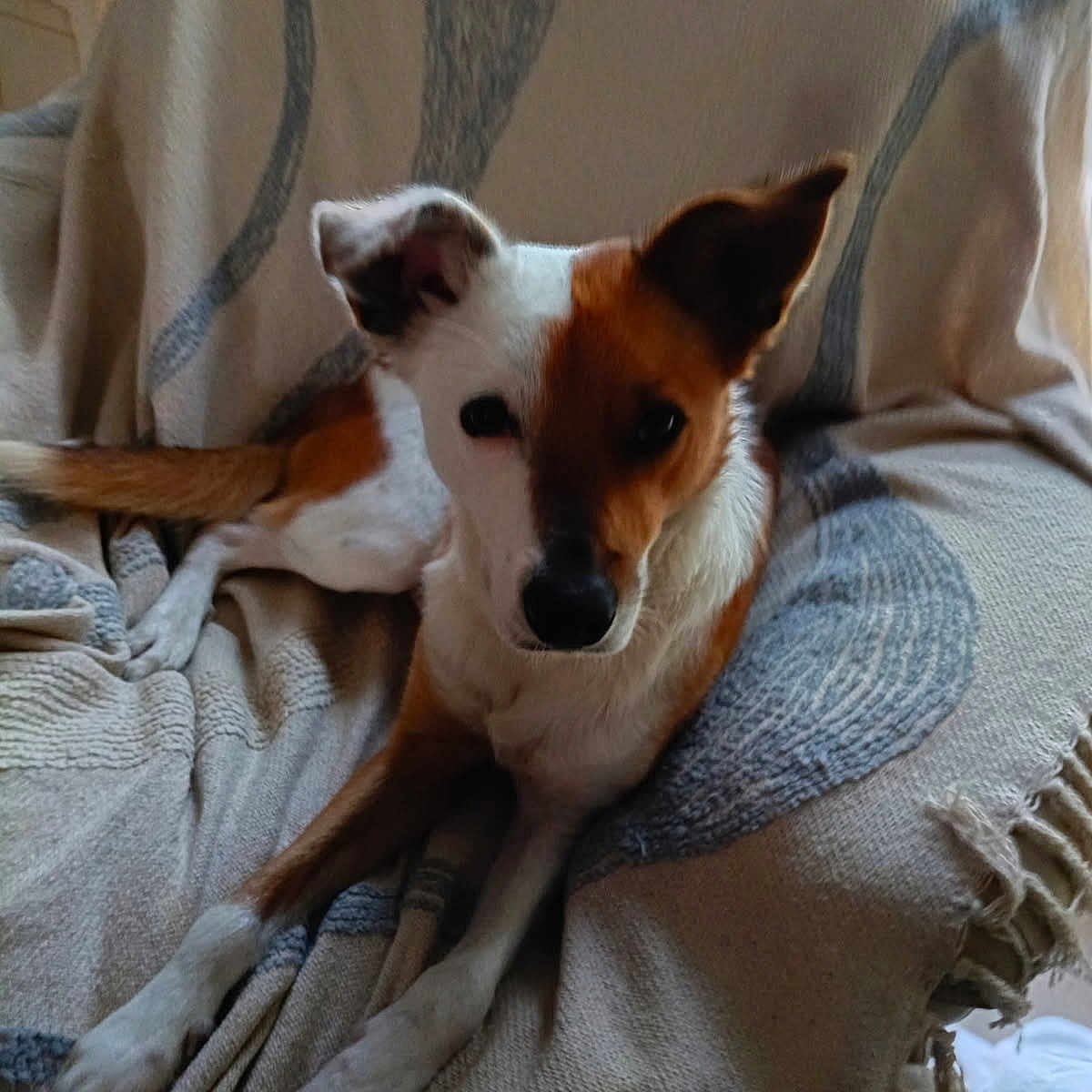 Tino participe au concours pour gagner de l'argent avec cette photo : animal, blanket, brown, canine, chair, comfortable, cute, dog, ear, face, fur, home, indoor, looking, one_ear_up, pet, relaxed, resting, texture, white
