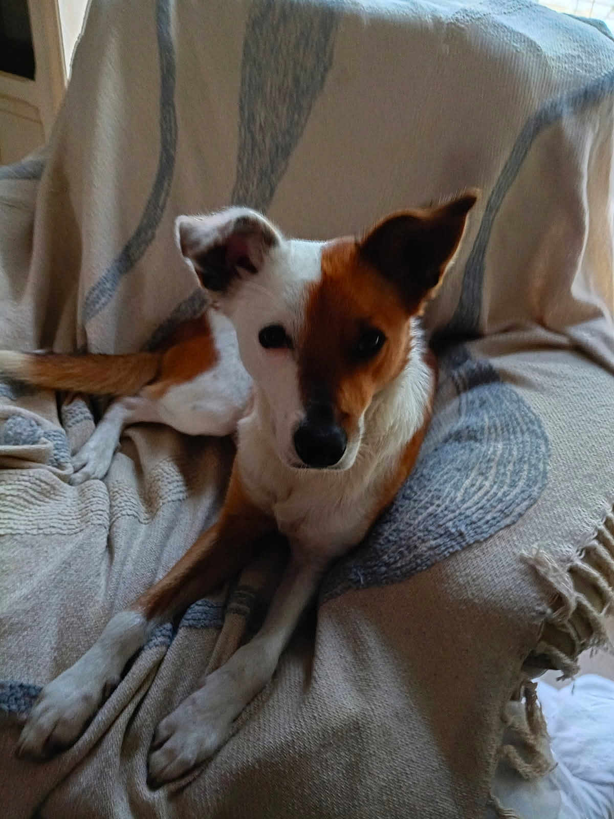 Tino participe au concours pour gagner de l'argent avec cette photo : dog, pet, animal, brown, white, face, ear, blanket, chair, indoor, resting, fur, cute, looking, comfortable, texture, home, relaxed, canine, one_ear_up