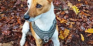 Tino participe au concours pour gagner de l'argent avec cette photo : dog, autumn, leaves, forest_floor, brown, yellow, outdoor, pet, animal, nature, sitting, harness, fall, canine, fur, ears, snout, alert, background, ground