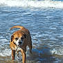 Newton a rejoint le concours — aidez-le/la à gagner de superbes lots ! dog, brown_dog, water, ocean, waves, beach, animal, pet, canine, wet, outdoor, nature, playful, happy, summer, shore, sand, sea, daytime, animal_portrait