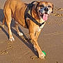 animal, beach, canine, daylight, dog, footprint, fur, green_ball, happy, harness, muzzle, outdoor, paw, pet, playful, sand, smiling, standing, sunlight, tongue_out