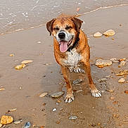 Newton participe au concours pour gagner de l'argent avec cette photo : dog, beach, sand, rocks, water, ocean, wet, tongue_out, happy, canine, collar, nature, outdoor, animal, paw_prints, shore, playful, sunlight, pet, smiling