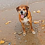 animal, beach, canine, collar, dog, happy, nature, ocean, outdoor, paw_prints, pet, playful, rocks, sand, shore, smiling, sunlight, tongue_out, water, wet