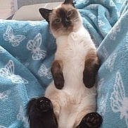 Ruby Duby joined the competition — help win amazing prizes! animal, blanket, blue_blanket, butterfly_pattern, cat, comfort, cozy, cute, ears, feline, fur, indoor, lying_down, paw, pet, relaxed, resting, siamese_cat, sleepy, whiskers