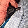 animal, bed, black_dog, blanket, close_up, comfort, cozy, cute, dog, domestic_animal, ears, fur, indoor, nap, peaceful, pet, quiet, resting, sleeping, snout