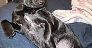 Luna joined the competition — help win amazing prizes! animal, black_dog, blanket, comfort, couch, cozy, curious, dog, ears, fan, fur, fur_shiny, home, indoor, lying_down, mammal, paw, pet, relaxed, snout