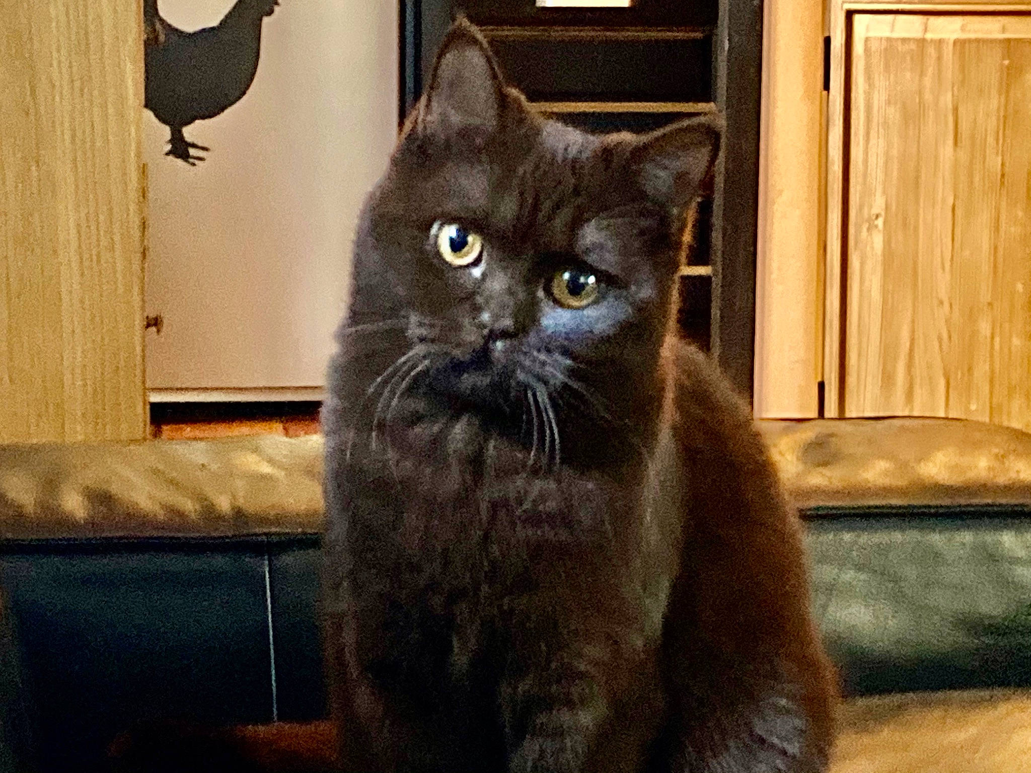 Ruby participe au concours pour gagner de l'argent avec cette photo : black_cat, carnivore, cat, chartreux, domestic_short_haired_cat, door, felidae, fur, grey, hardwood, small_to_medium_sized_cats, snout, tail, terrestrial_animal, whiskers, window, wood