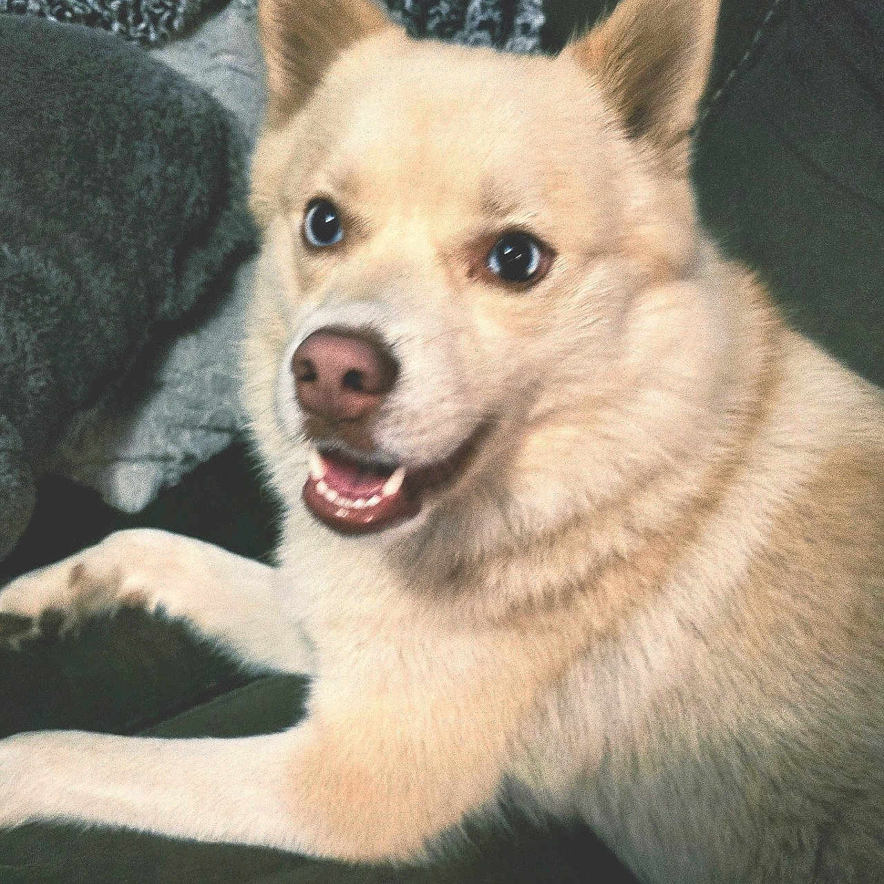 Zyleigh is registered to the contest to win money with this photo: animal, ball, bodypart, canine, chihuahua, couch, dog, eskimodog, furniture, husky, mouth, person, pet, puppy, sport, teeth, tennis, tennisball, tongue, whitedog