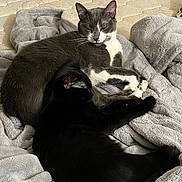 Waffles joined the competition — help win amazing prizes! cat, black_cat, gray_cat, white_paws, bed, blanket, sleeping, cozy, indoor, feline, resting, pets, fur, cute, animal, snuggling, soft_texture, pillow, home, relaxation