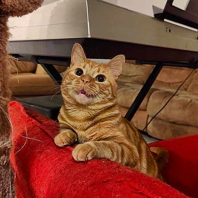 Parmesan is registered to the contest to win money with this photo: animal, cat, cozy, curious, cushion, domestic_cat, ears, furniture, indoor, keyboard, living_room, orange_fur, orange_tabby, paws, pet, red_cushion, relaxed, sofa, whiskers, wide_eyes