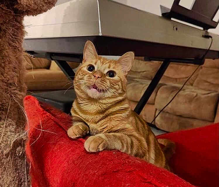 Parmesan is registered to the contest to win money with this photo: cat, orange_tabby, indoor, cushion, red_cushion, sofa, keyboard, furniture, pet, animal, curious, wide_eyes, whiskers, ears, paws, living_room, cozy, relaxed, domestic_cat, orange_fur