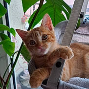 Guimauve a rejoint le concours — aidez-le/la à gagner de superbes lots ! kitten, cat, orange_cat, pet, indoor, hammock, plant, leaf, window, curious, cute, fur, whiskers, relaxing, animal, young, closeup, cozy, natural_light, domestic
