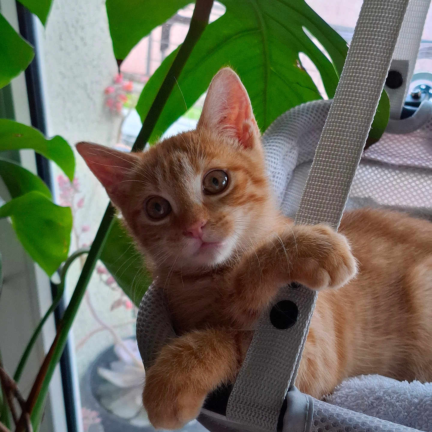 Guimauve a rejoint le concours — aidez-le/la à gagner de superbes lots ! kitten, cat, orange_cat, pet, indoor, hammock, plant, leaf, window, curious, cute, fur, whiskers, relaxing, animal, young, closeup, cozy, natural_light, domestic