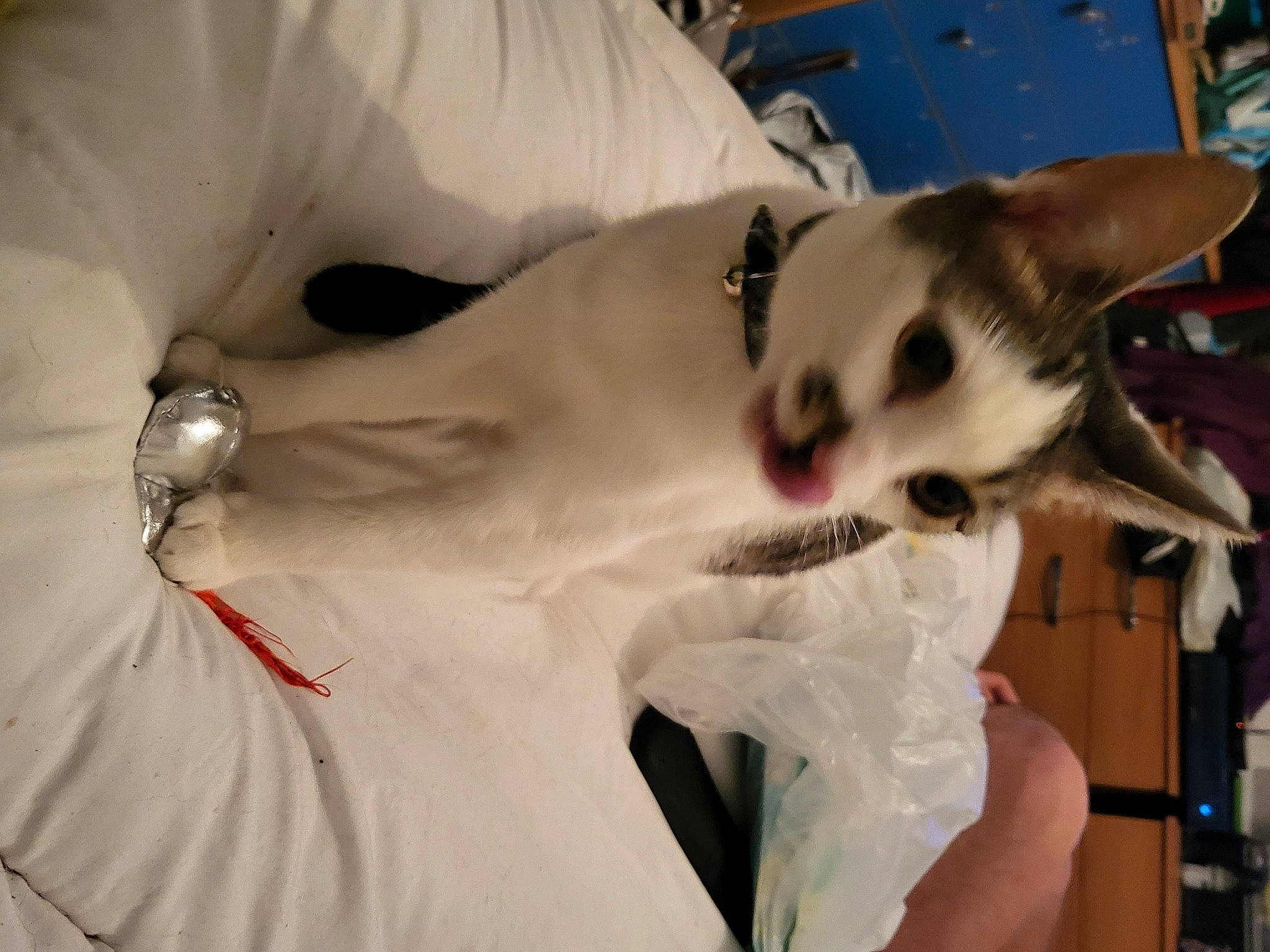 Twinkle is registered to the contest to win money with this photo: canidae, carnivore, cat, chest, companion_dog, dog_breed, event, eye, eyelash, fawn, felidae, fictional_character, fur, musical_instrument, mythical_creature, paw, small_to_medium_sized_cats, snout, tail, whiskers