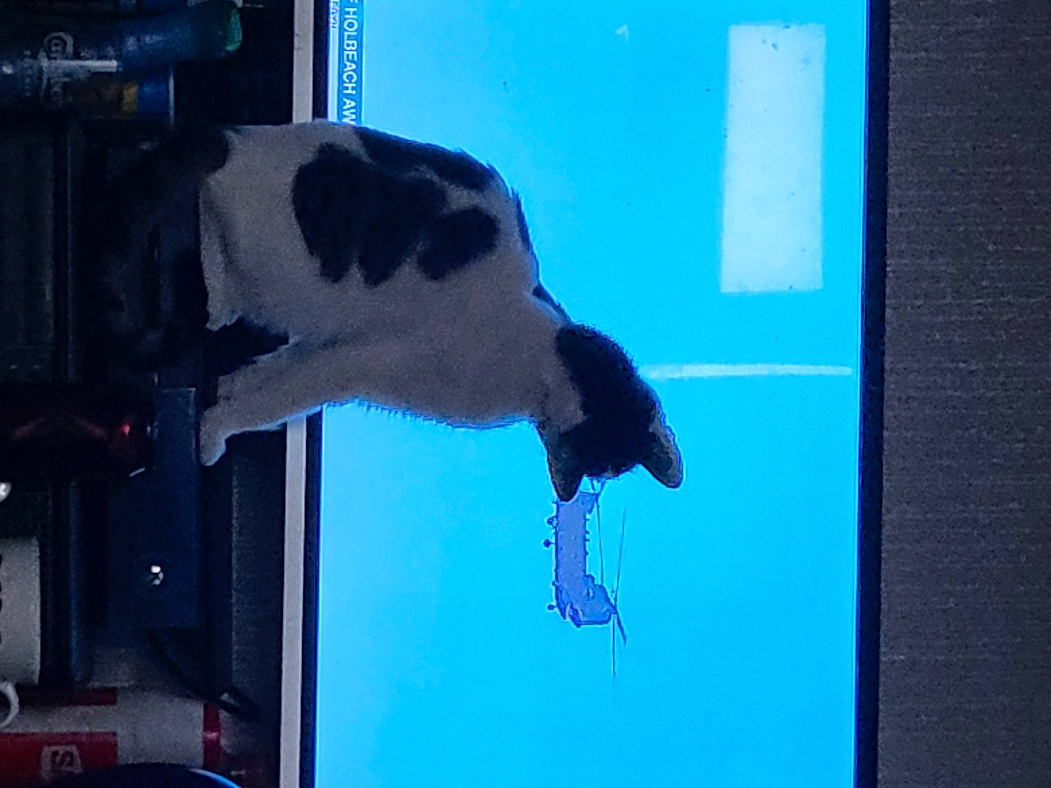 Twinkle is registered to the contest to win money with this photo: art, azure, blue, canidae, electric_blue, fin, fish, fluid, glass, liquid, marine_biology, shadow, snout, sporting_group, tail, underwater, water, window, world