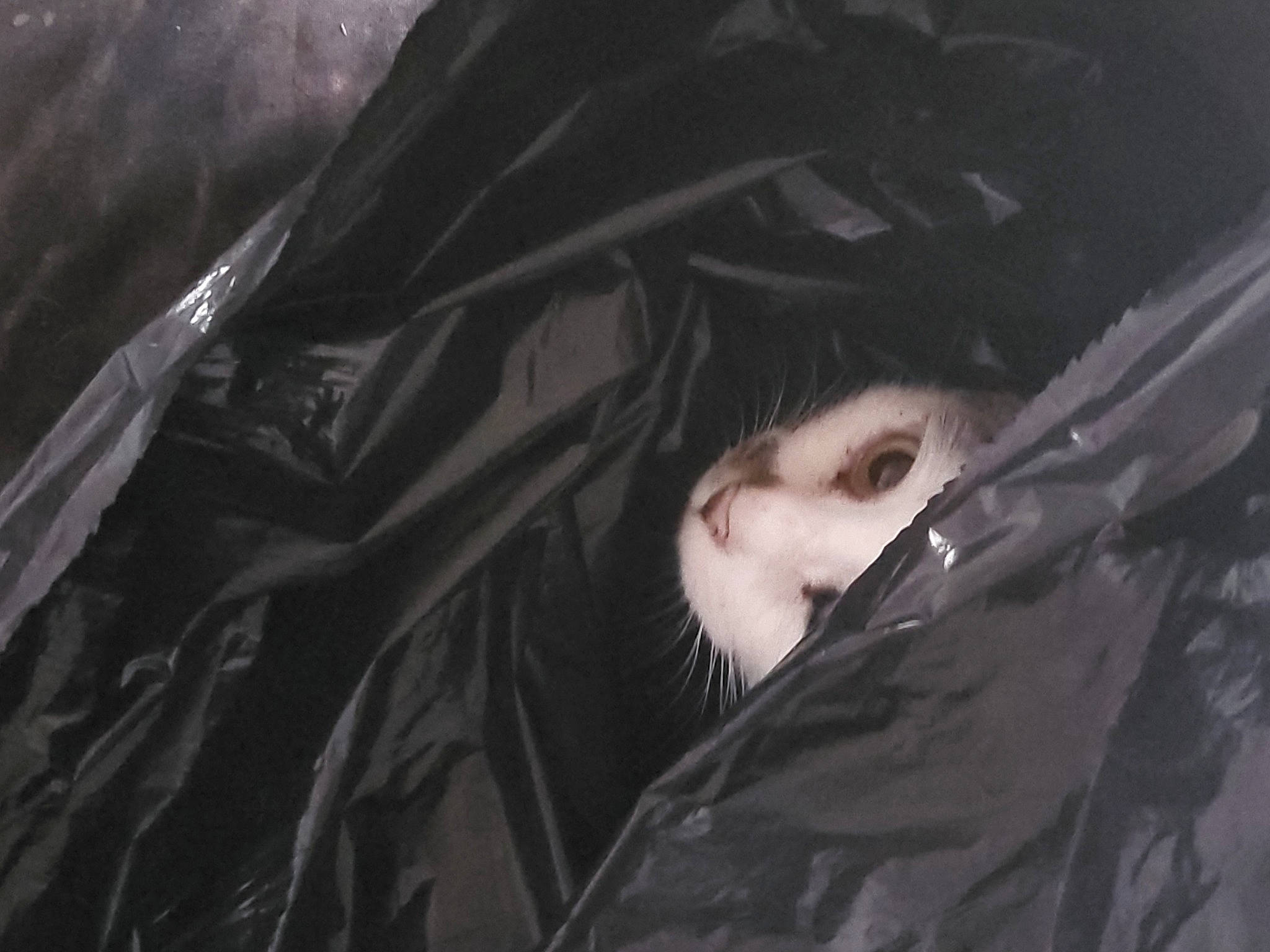 Twinkle is registered to the contest to win money with this photo: art, automotive_design, black_and_white, black_hair, cg_artwork, darkness, eyelash, fictional_character, flash_photography, fur, grass, grey, monochrome, monochrome_photography, night, personal_protective_equipment, tints_and_shades, tree, whiskers