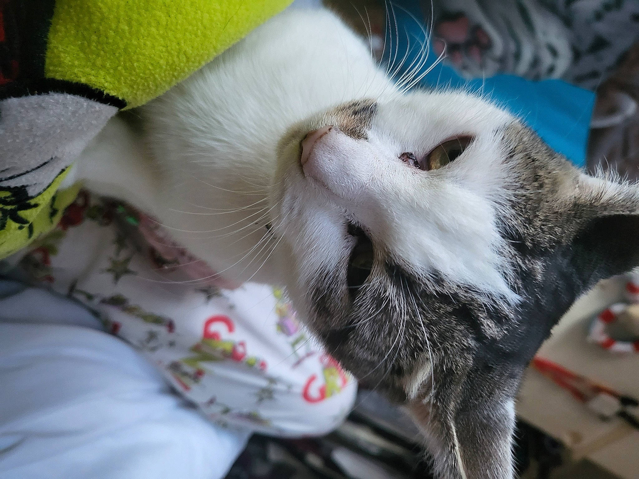 Twinkle is registered to the contest to win money with this photo: carnivore, cat, claw, collar, comfort, domestic_short_haired_cat, felidae, fur, nap, paw, small_to_medium_sized_cats, snout, tail, whiskers