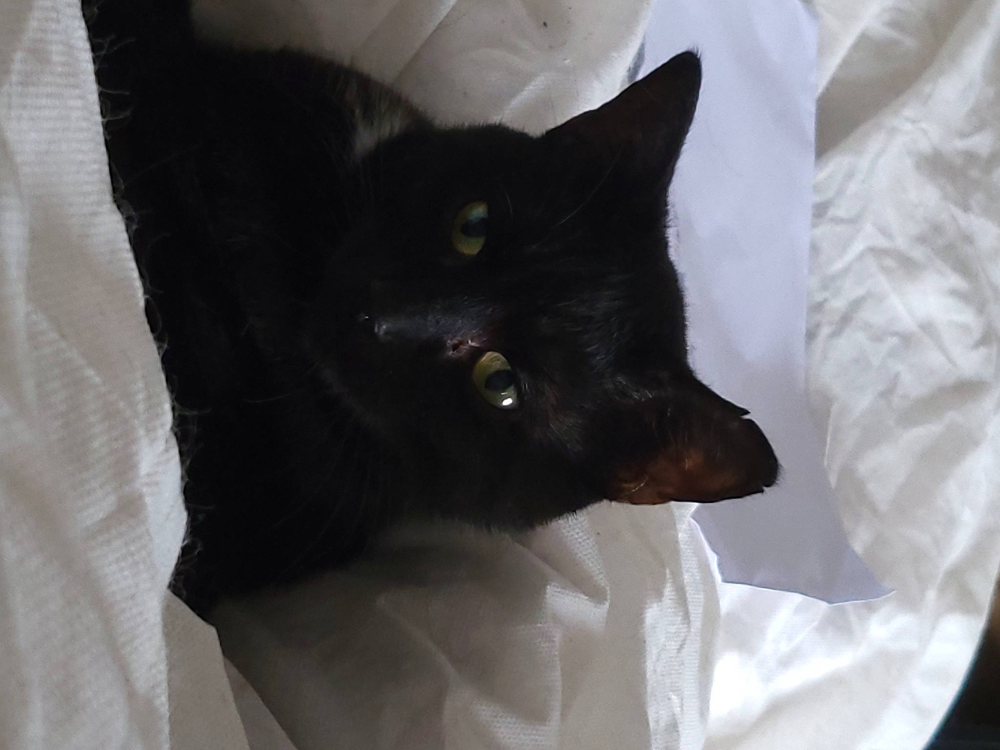 Galaxy is registered to the contest to win money with this photo: bed, black_cat, bombay, carnivore, cat, cat_supply, claw, comfort, domestic_short_haired_cat, felidae, fur, grey, linens, sleeve, small_to_medium_sized_cats, tail, whiskers