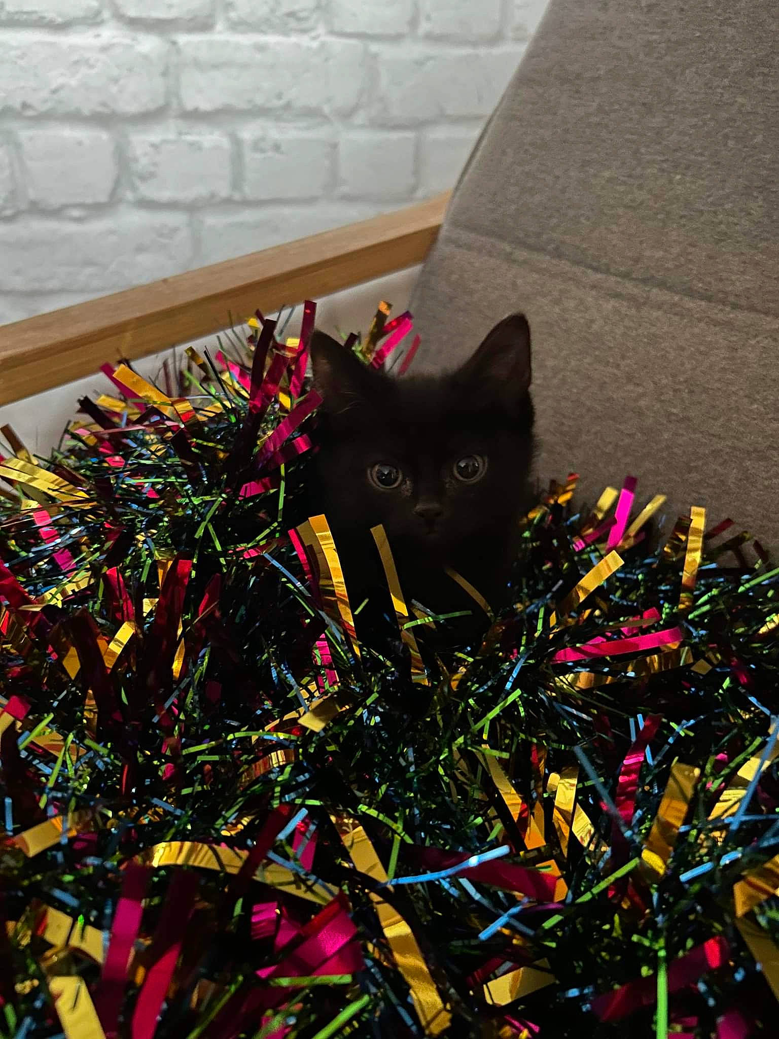 Galaxy is registered to the contest to win money with this photo: black_cat, bombay, carmine, carnivore, cat, domestic_short_haired_cat, felidae, flooring, grass, magenta, petal, plant, purple, road_surface, shadow, small_to_medium_sized_cats, tail, tints_and_shades, tree, whiskers