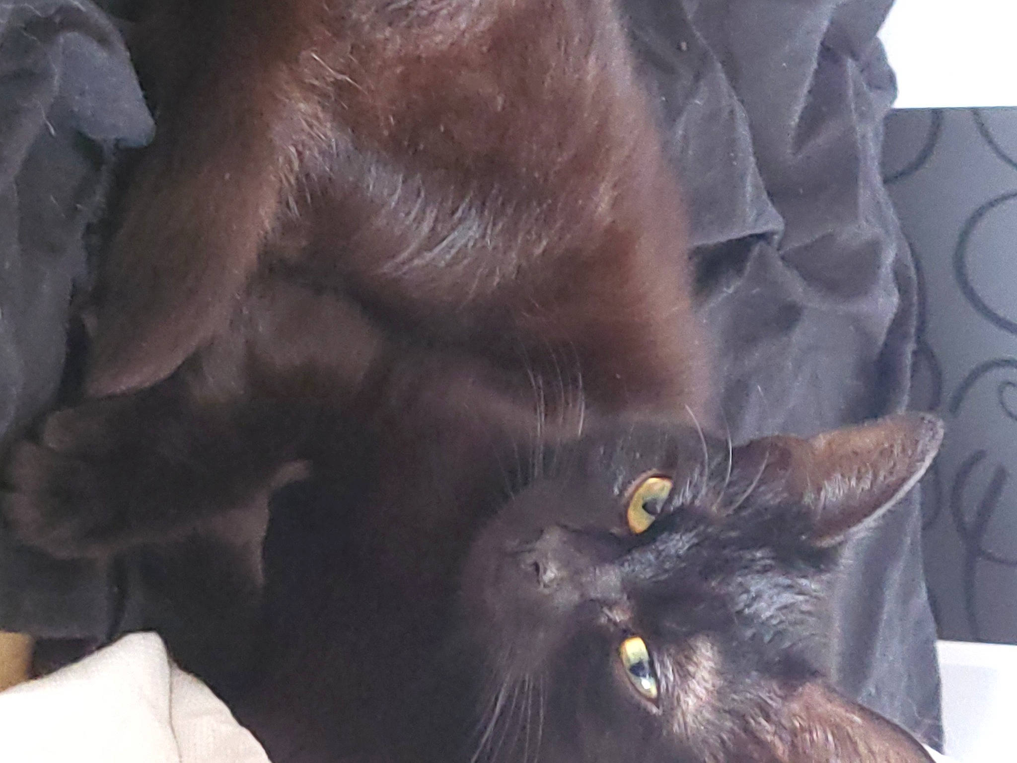 Galaxy is registered to the contest to win money with this photo: black_cat, bombay, carnivore, cat, claw, domestic_short_haired_cat, ear, felidae, fur, gesture, liver, paw, small_to_medium_sized_cats, snout, tail, terrestrial_animal, whiskers, working_animal