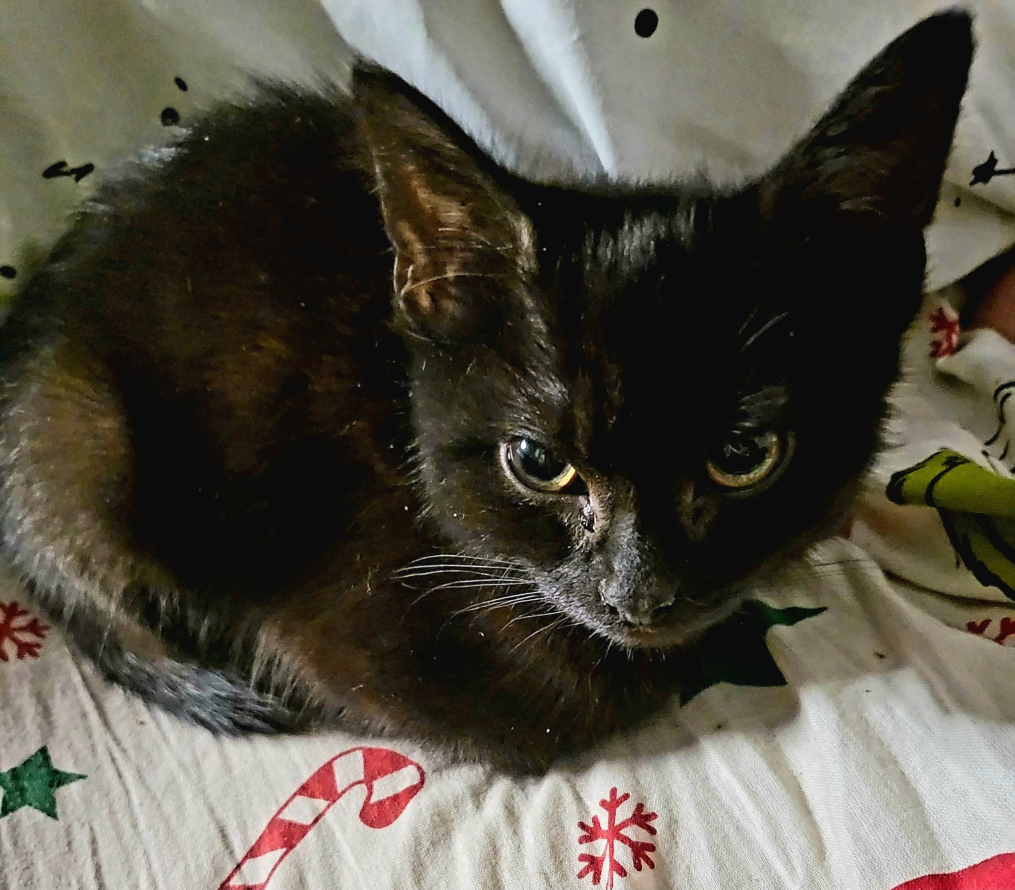 Galaxy joined the competition — help win amazing prizes! black_cat, carnivore, cat, cat_supply, claw, comfort, domestic_short_haired_cat, eye, felidae, fur, iris, paw, pet_supply, small_to_medium_sized_cats, snout, tail, terrestrial_animal, whiskers