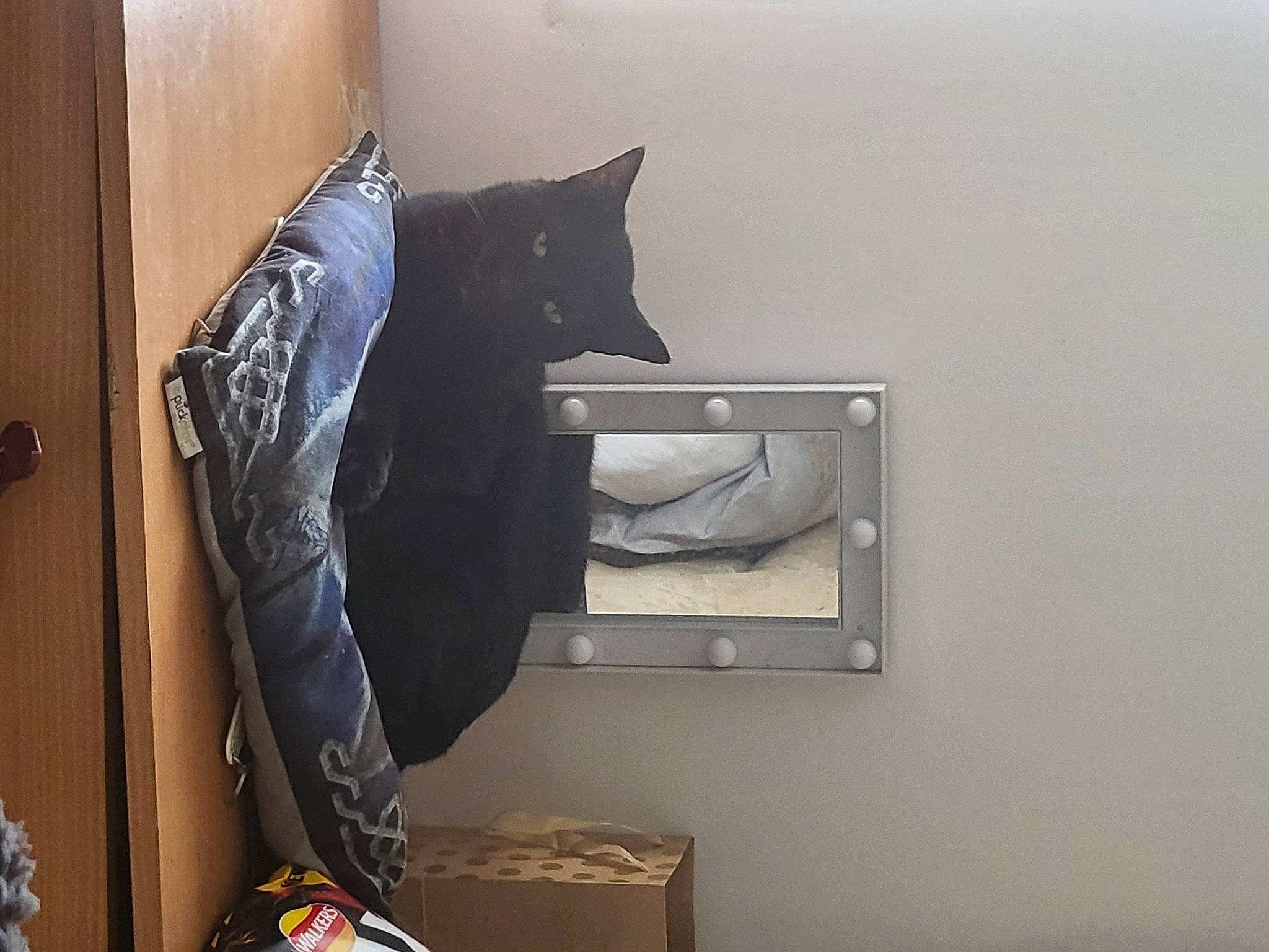 Galaxy is registered to the contest to win money with this photo: backpack, bag, cabinetry, cat, comfort, door, felidae, flooring, grey, hardwood, home_appliance, linens, luggage_and_bags, room, shelf, shelving, shipping_box, tail, wood