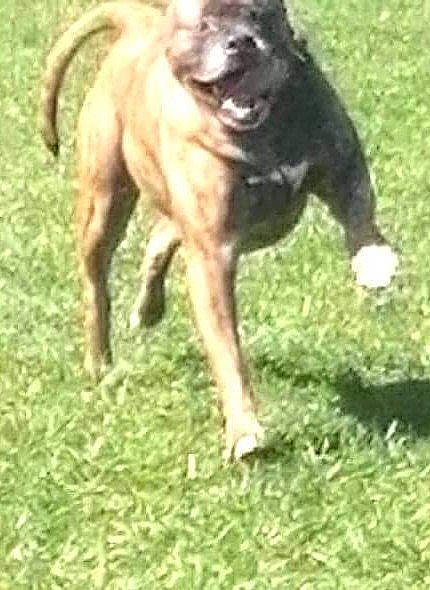 Ty joined the competition — help win amazing prizes! ancient_dog_breeds, canidae, carnivore, collar, companion_dog, dog, dog_breed, dog_collar, grass, grassland, guard_dog, hunting_dog, liver, plant, snout, sporting_group, tail, terrestrial_animal, working_animal, working_dog