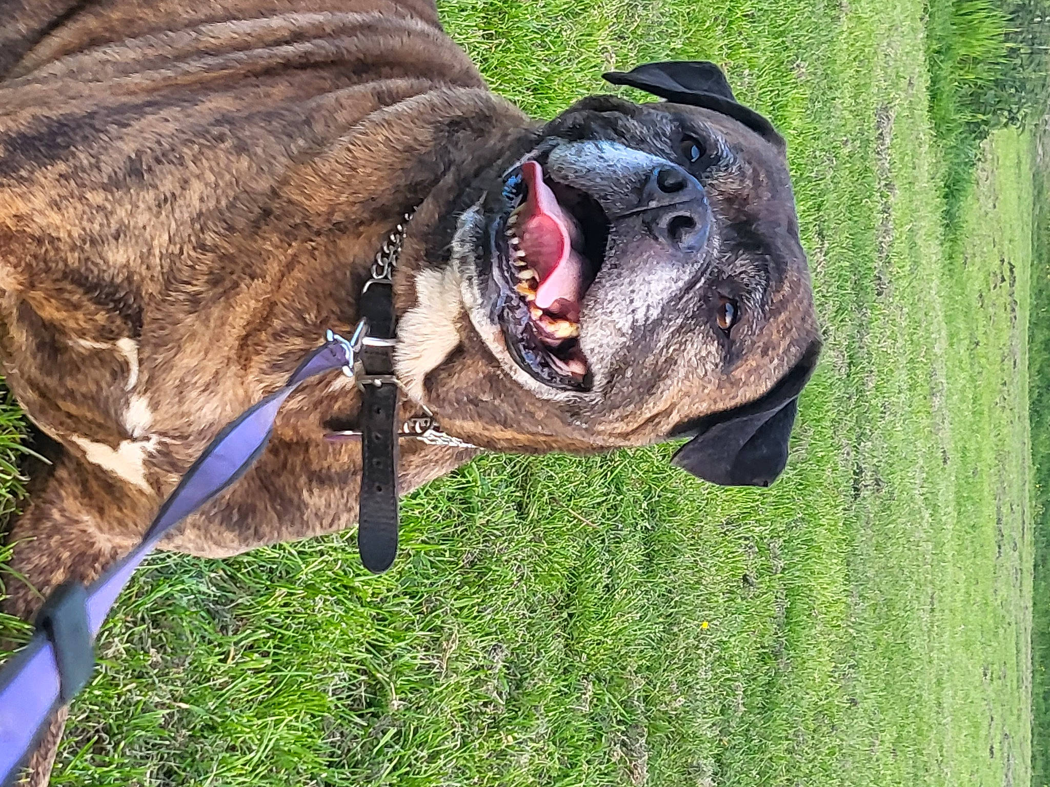 Ty is registered to the contest to win money with this photo: bridle, carnivore, collar, companion_dog, dog, dog_breed, dog_collar, dog_supply, fawn, grass, leash, liver, pet_supply, plant, snout, sporting_group, terrestrial_animal, whiskers, working_animal, wrinkle