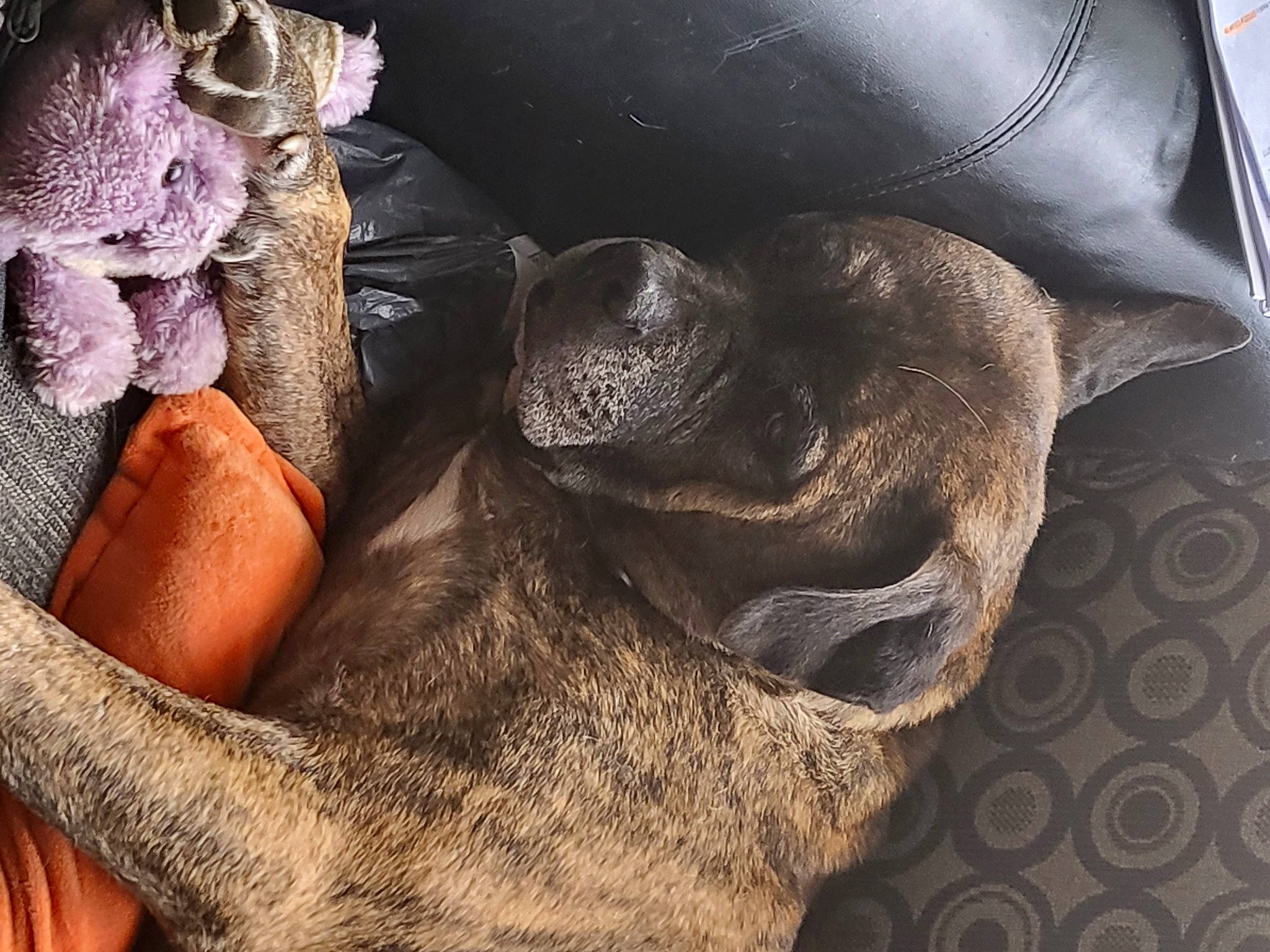 Ty joined the competition — help win amazing prizes! carnivore, comfort, companion_dog, dog, dog_breed, fawn, felidae, fur, grey, guard_dog, gunny_sack, human_leg, metal, paw, snout, terrestrial_animal, whiskers, wildlife, working_animal, wrinkle