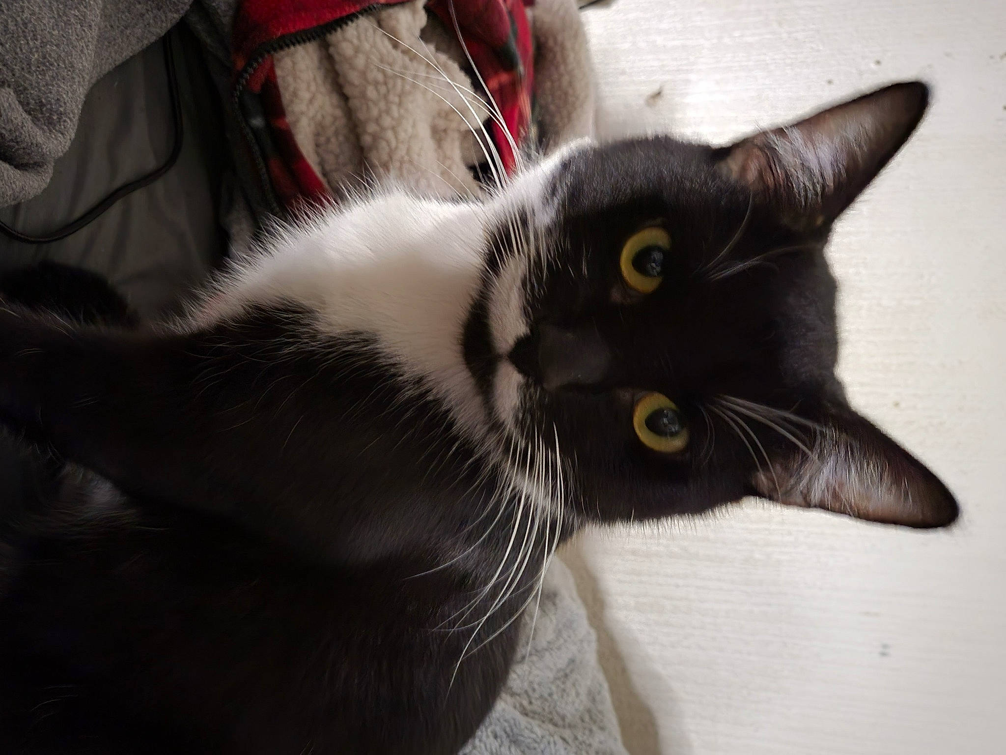 Gollum joined the competition — help win amazing prizes! carmine, carnivore, cat, claw, comfort, domestic_short_haired_cat, ear, eye, felidae, fur, paw, small_to_medium_sized_cats, snout, tail, whiskers