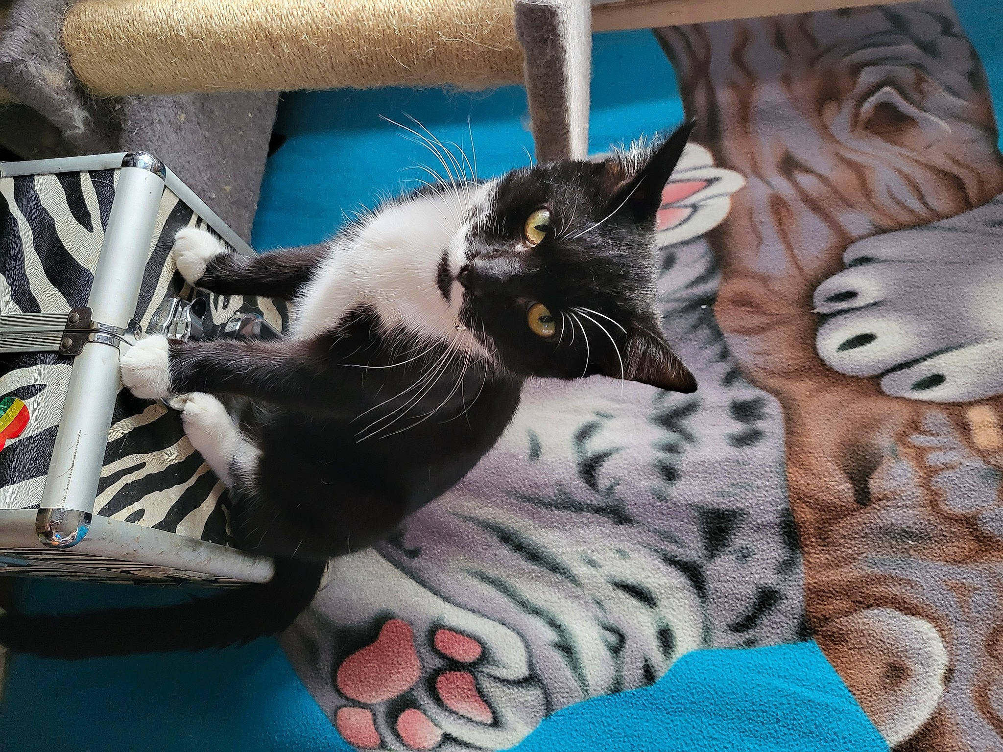 Gollum is registered to the contest to win money with this photo: black_cat, carnivore, cat, cat_furniture, cat_supply, claw, comfort, domestic_short_haired_cat, felidae, fur, grey, linens, pattern, paw, pet_supply, small_to_medium_sized_cats, snout, tail, vertebrate, whiskers