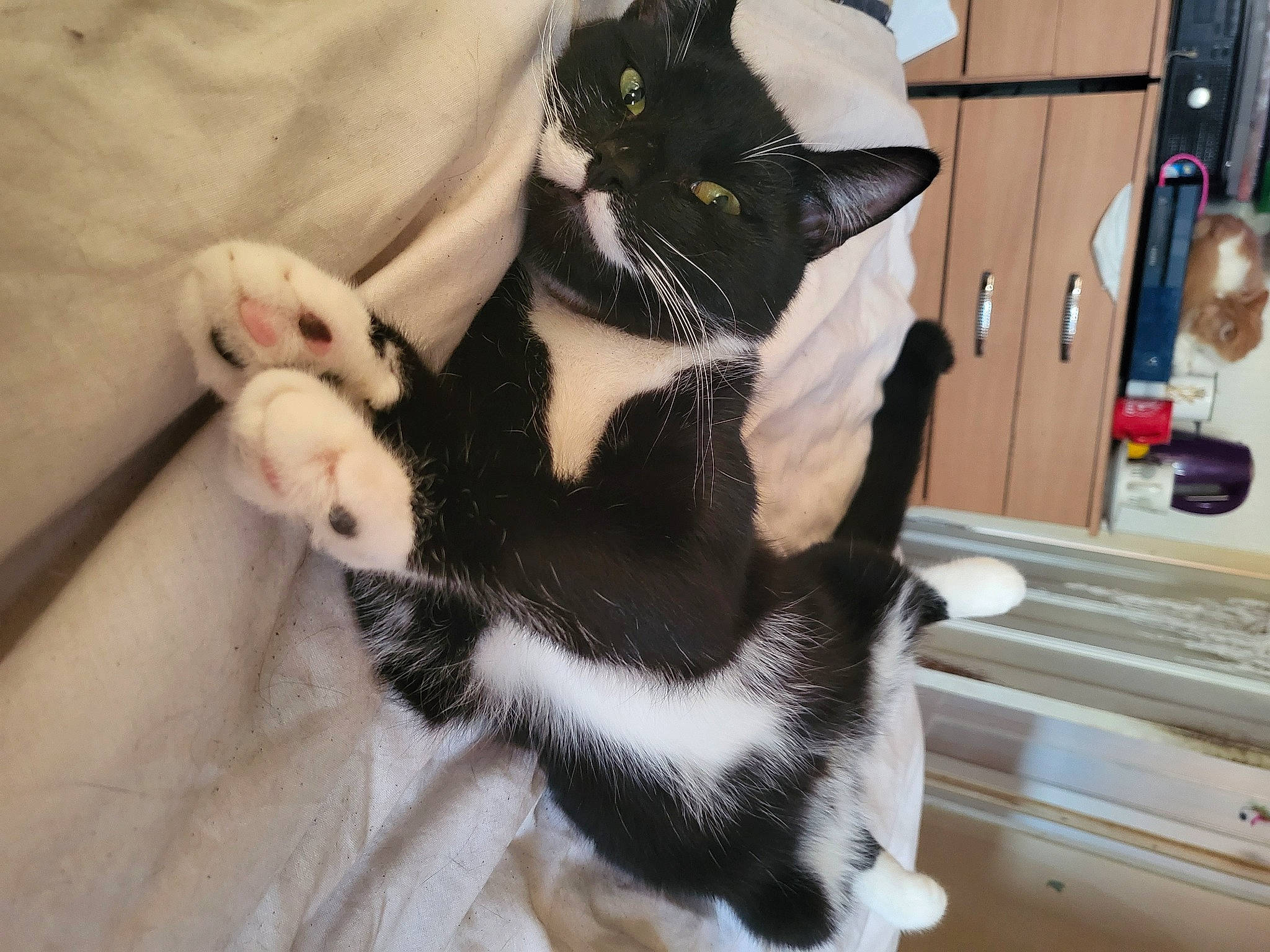 Gollum joined the competition — help win amazing prizes! bag, black_cat, canidae, carnivore, cat, claw, comfort, domestic_short_haired_cat, felidae, foot, formal_wear, fur, lap, paw, small_to_medium_sized_cats, snout, tail, whiskers