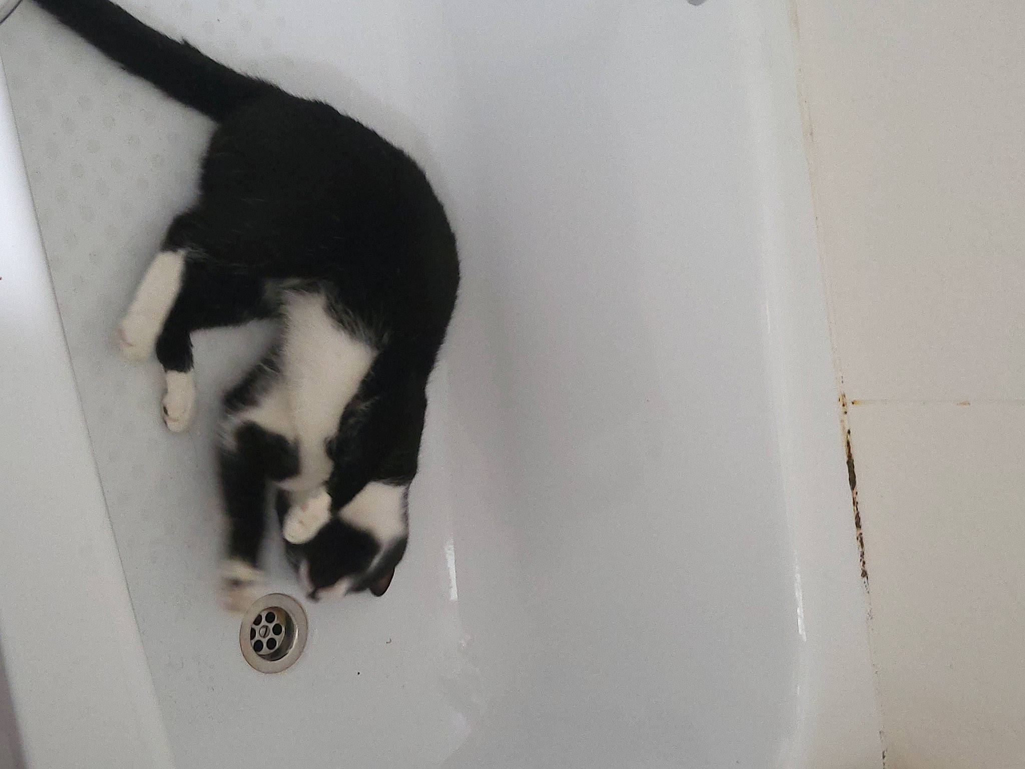 Gollum is registered to the contest to win money with this photo: beard, canidae, carnivore, cat, dog_breed, domestic_short_haired_cat, eye, felidae, fur, hair, human_body, leg, monochrome, monochrome_photography, moustache, small_to_medium_sized_cats, snout, sporting_group, tail, whiskers