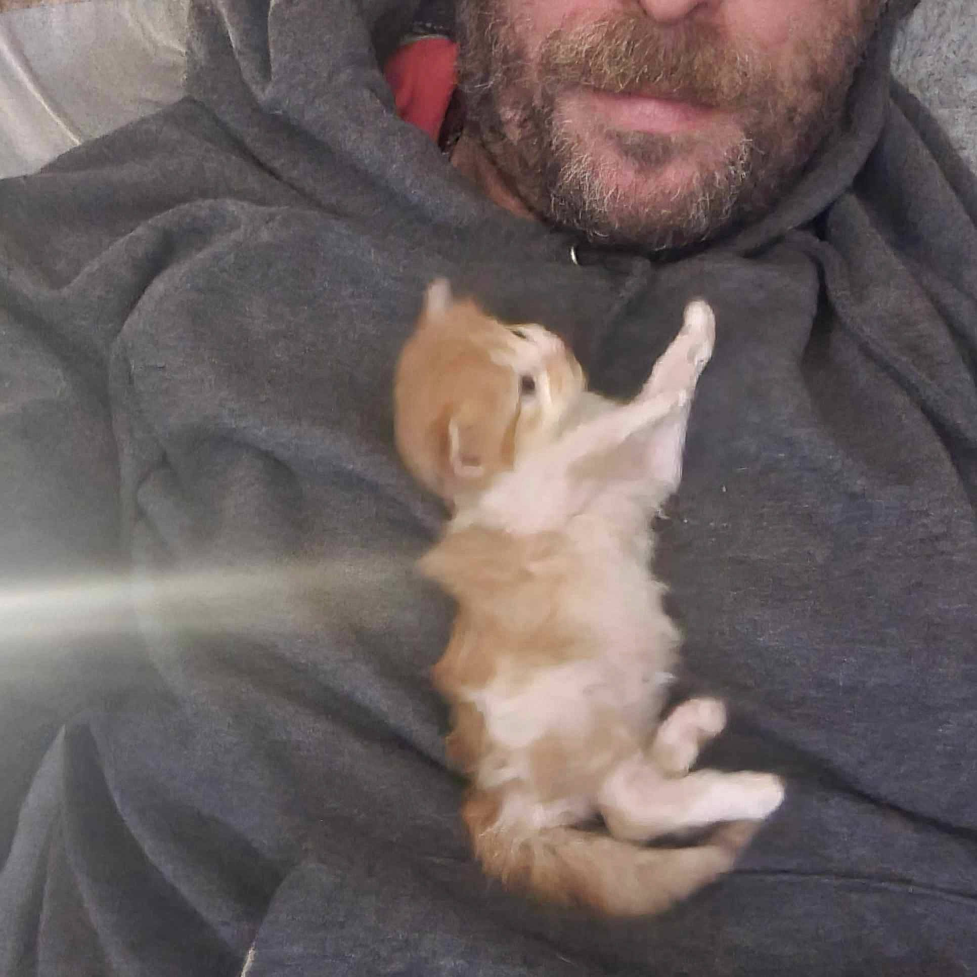 C.k joined the competition — help win amazing prizes! beard, canidae, carnivore, cat, comfort, companion_dog, dog_breed, domestic_short_haired_cat, ear, facial_hair, fawn, felidae, fur, gesture, paw, small_to_medium_sized_cats, snout, sporting_group, tail, whiskers