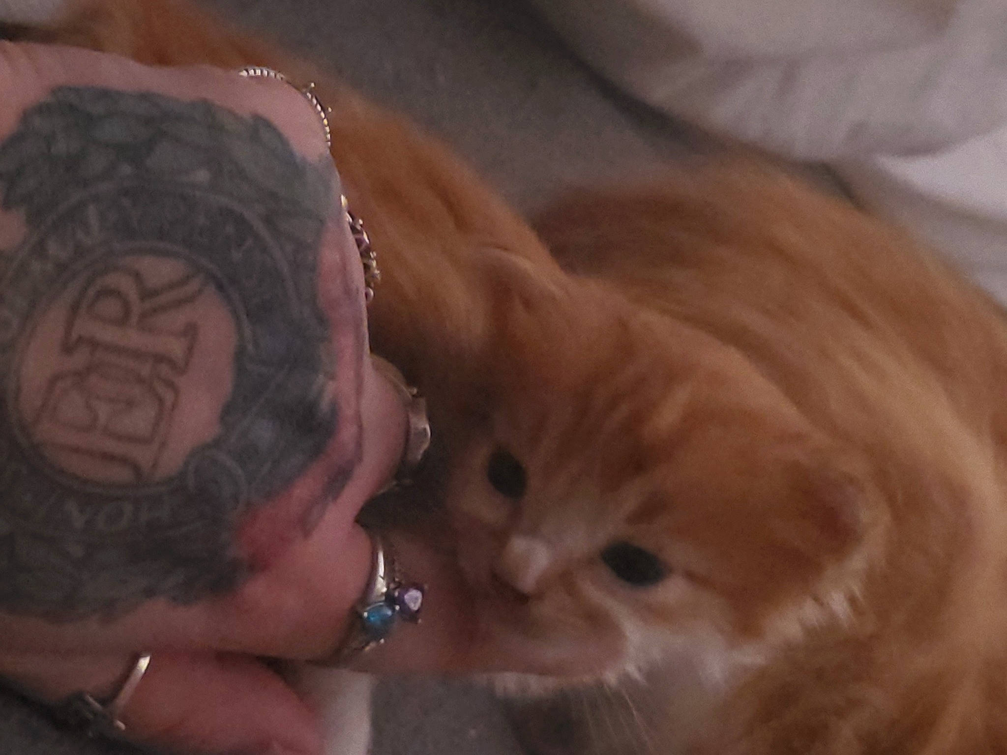 C.k joined the competition — help win amazing prizes! abdomen, bracelet, carnivore, cat, chest, comfort, companion_dog, fawn, felidae, fur, gesture, hug, jewellery, nail, small_to_medium_sized_cats, tail, tattoo, temporary_tattoo, whiskers, wrist