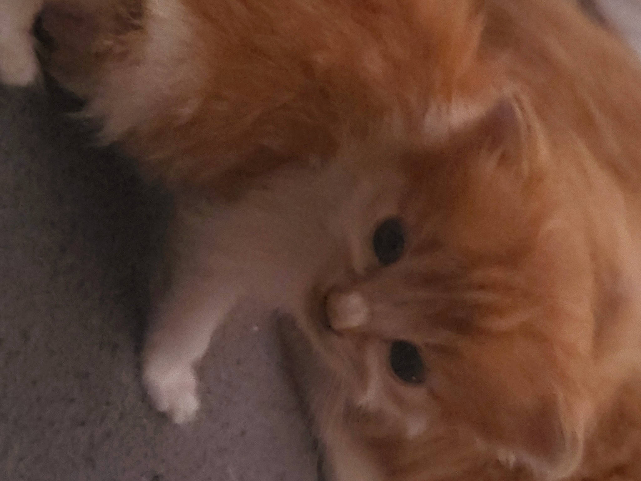 C.k joined the competition — help win amazing prizes! carnivore, cat, companion_dog, dog_breed, ear, fawn, felidae, fur, small_to_medium_sized_cats, terrestrial_animal, whiskers, wood