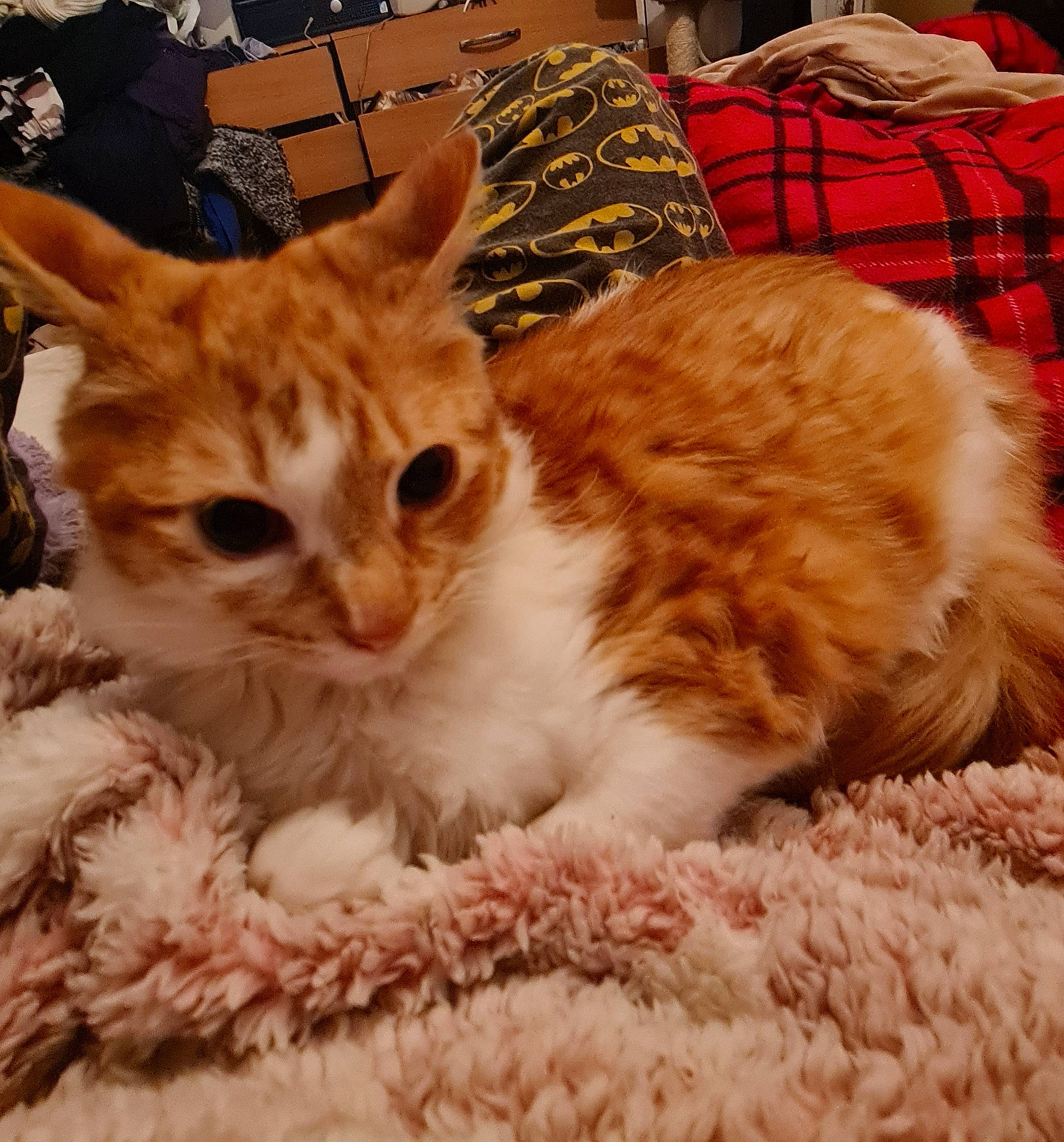 Frugo is registered to the contest to win money with this photo: carnivore, cat, claw, comfort, domestic_short_haired_cat, fawn, felidae, fur, lap, pattern, paw, plaid, plant, small_to_medium_sized_cats, tail, tartan, textile, tree, whiskers, window