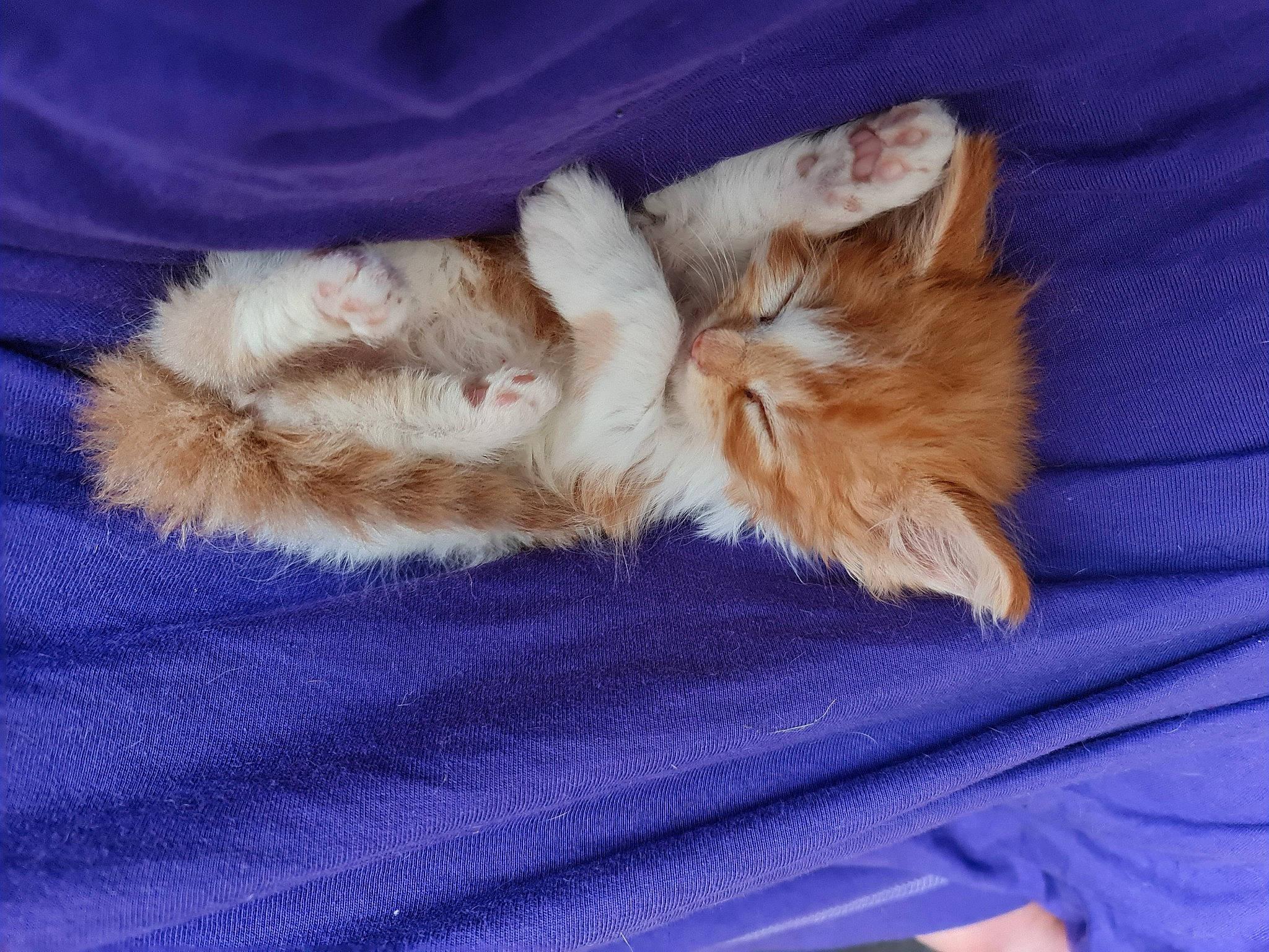 Frugo is registered to the contest to win money with this photo: blue, carnivore, cat, claw, comfort, companion_dog, dog_breed, electric_blue, fawn, felidae, fur, nap, paw, sleep, small_to_medium_sized_cats, tail, whiskers