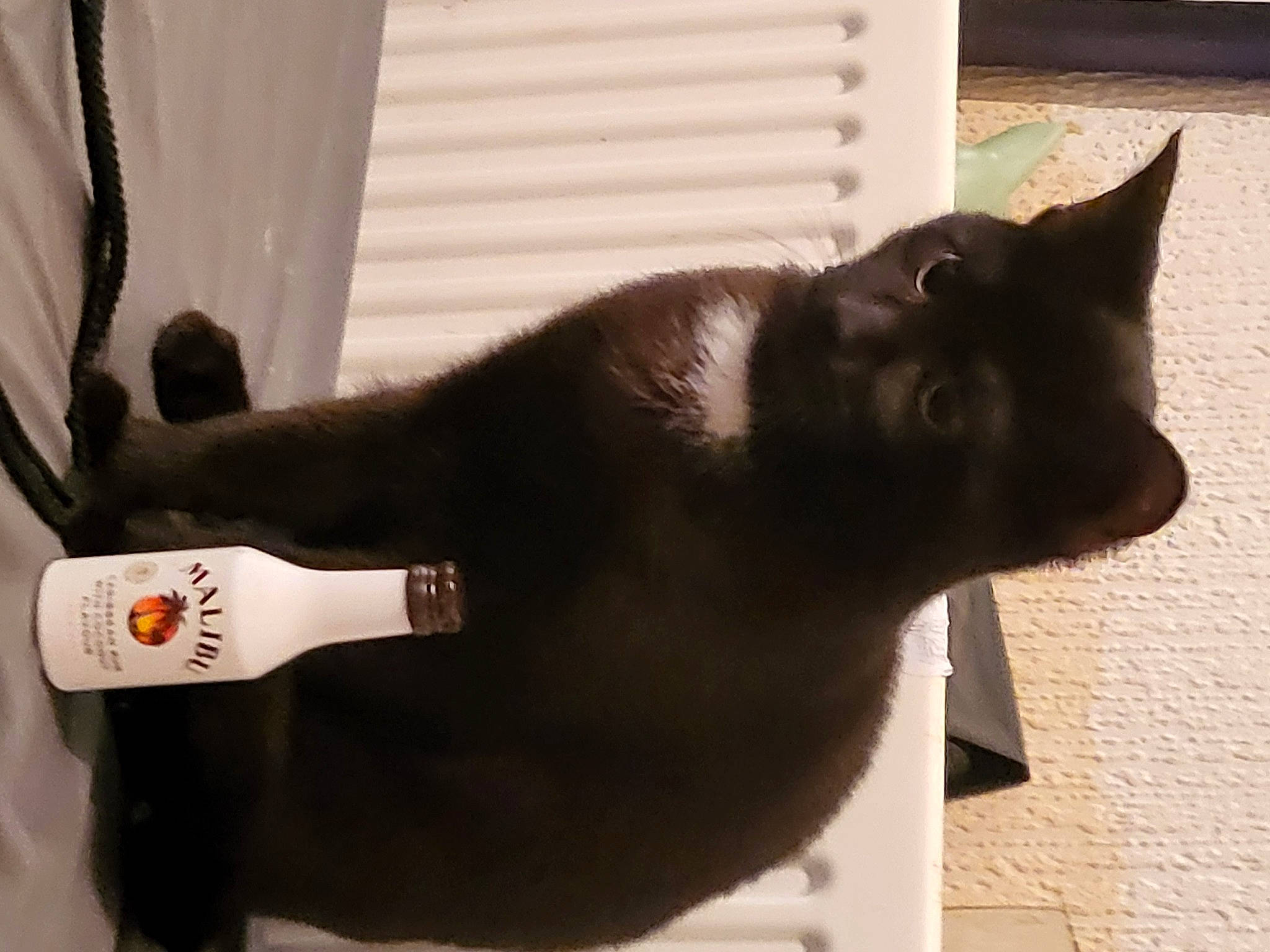 Raven joined the competition — help win amazing prizes! black_cat, bombay, bottle, carnivore, cat, curtain, domestic_short_haired_cat, felidae, fur, shadow, small_to_medium_sized_cats, tail, whiskers, window, wood