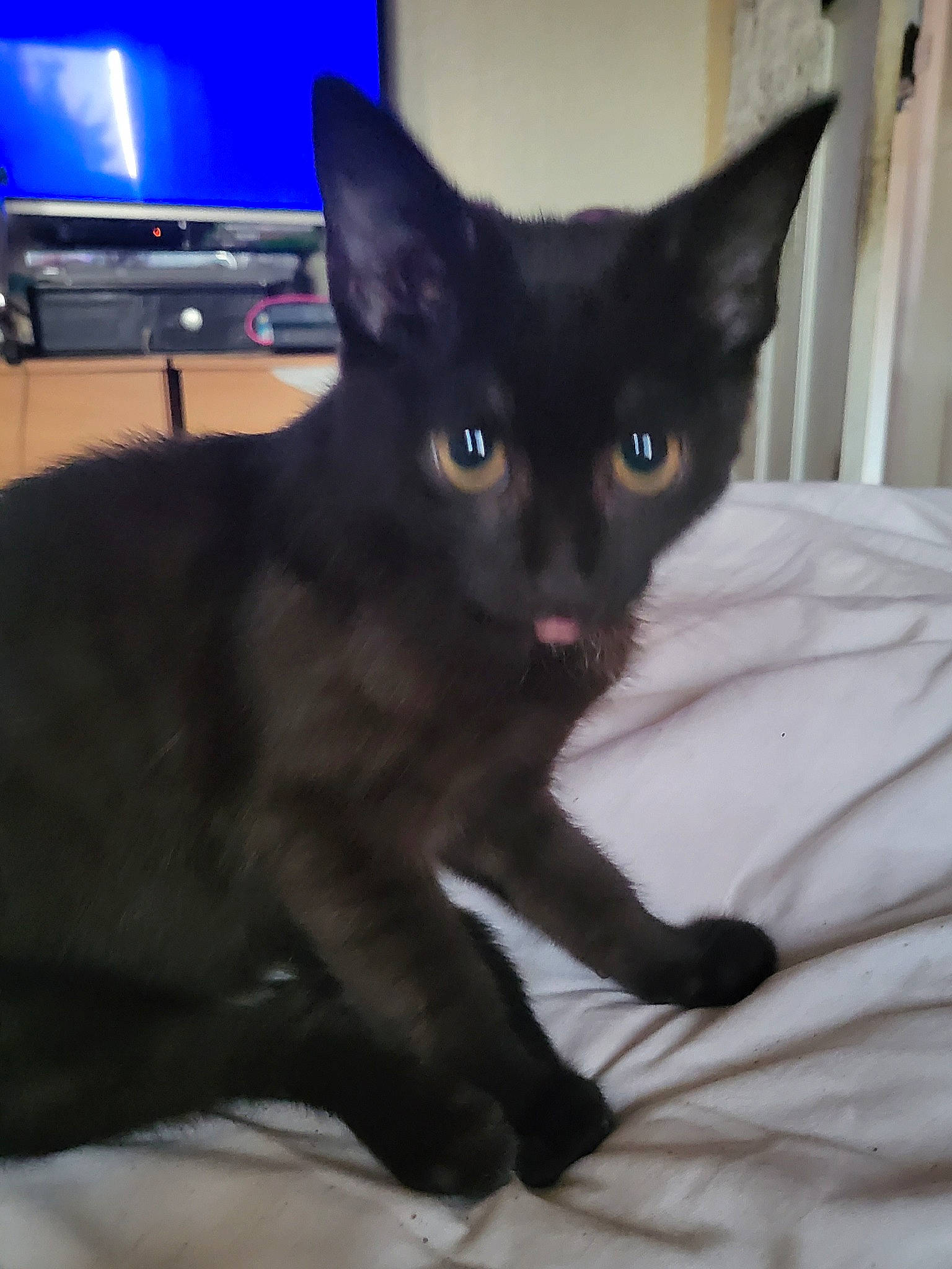 Raven joined the competition — help win amazing prizes! black_cat, carnivore, cat, claw, domestic_short_haired_cat, eye, felidae, fur, havana_brown, home_appliance, iris, led_backlit_lcd_display, small_to_medium_sized_cats, snout, tail, television, whiskers