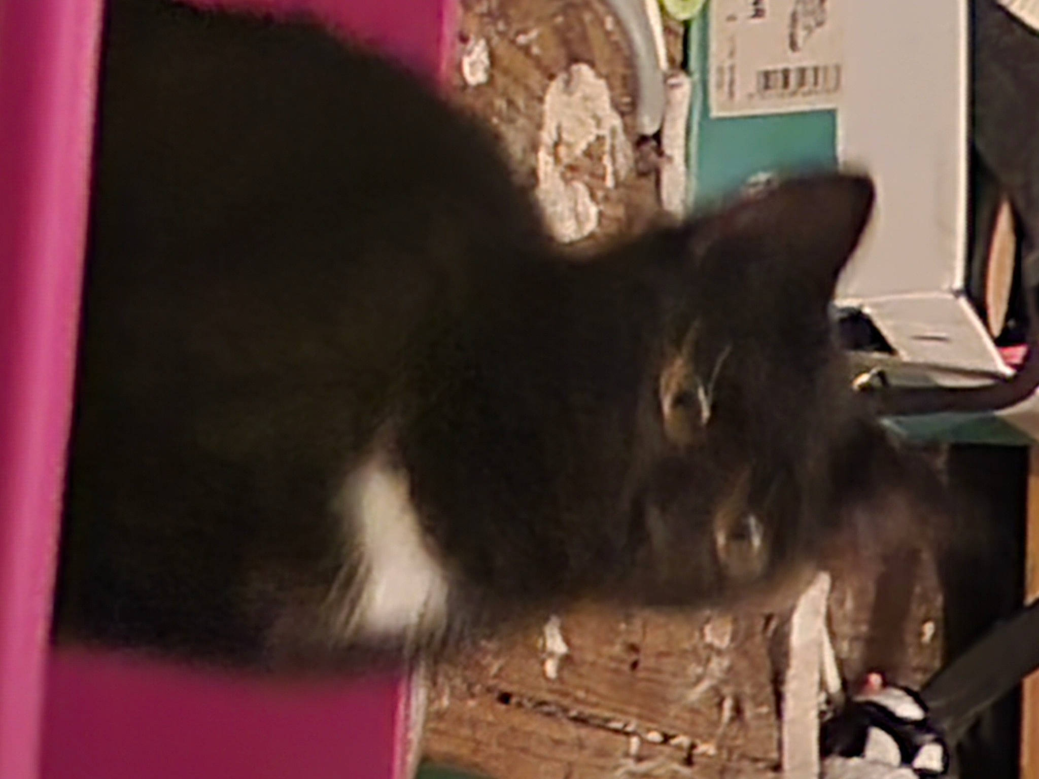 Raven is registered to the contest to win money with this photo: black_cat, box, cardboard, carnivore, cat, cat_supply, claw, domestic_short_haired_cat, felidae, fur, pet_supply, small_to_medium_sized_cats, snout, tail, whiskers