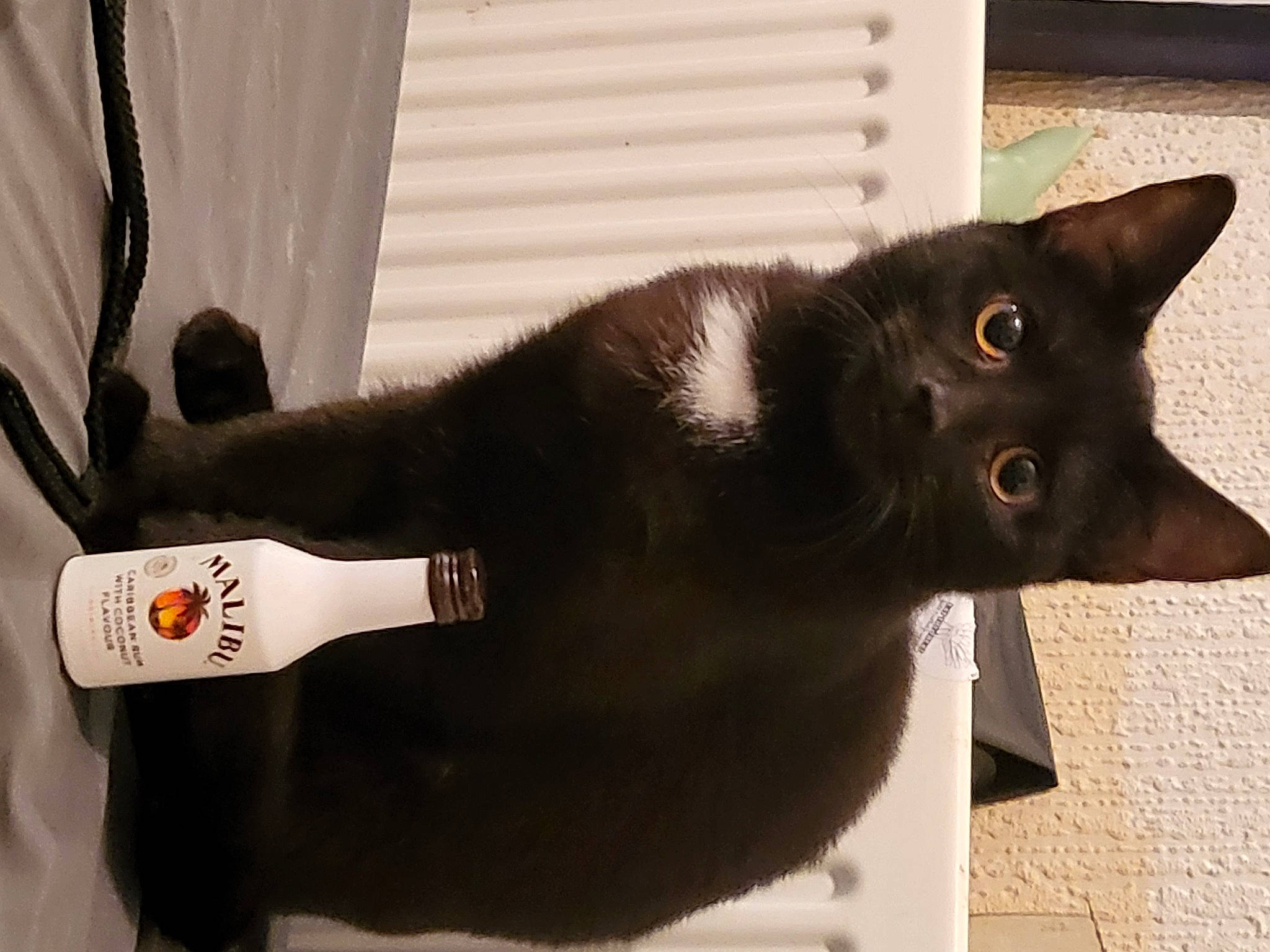 Raven joined the competition — help win amazing prizes! black_cat, bombay, bottle, carnivore, cat, collar, curtain, domestic_short_haired_cat, felidae, fur, small_to_medium_sized_cats, snapshot, snout, tail, terrestrial_animal, whiskers, window