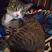 Luna joined the competition — help win amazing prizes! cat, tabby, green_eyes, pet, animal, feline, fur, whiskers, indoor, blanket, patterned, striped, cute, relaxed, resting, closeup, domestic_animal, cozy, soft_light, portrait