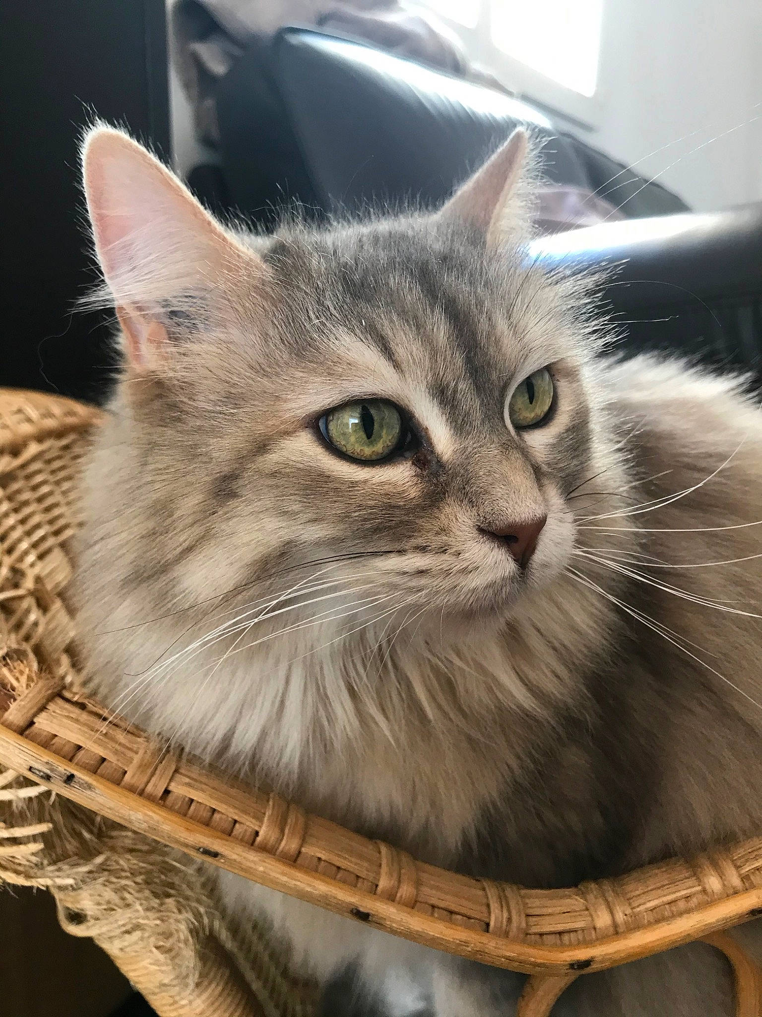 Chipie participe au concours pour gagner de l'argent avec cette photo : asian, asian_semi_longhair, british_semi_longhair, carnivore, cat, domestic_long_haired_cat, domestic_short_haired_cat, dragon_li, european_shorthair, felidae, kitten, maine_coon, mammal, norwegian_forest_cat, siberian, small_to_medium_sized_cats, tabby_cat, vertebrate, whiskers, wild_cat