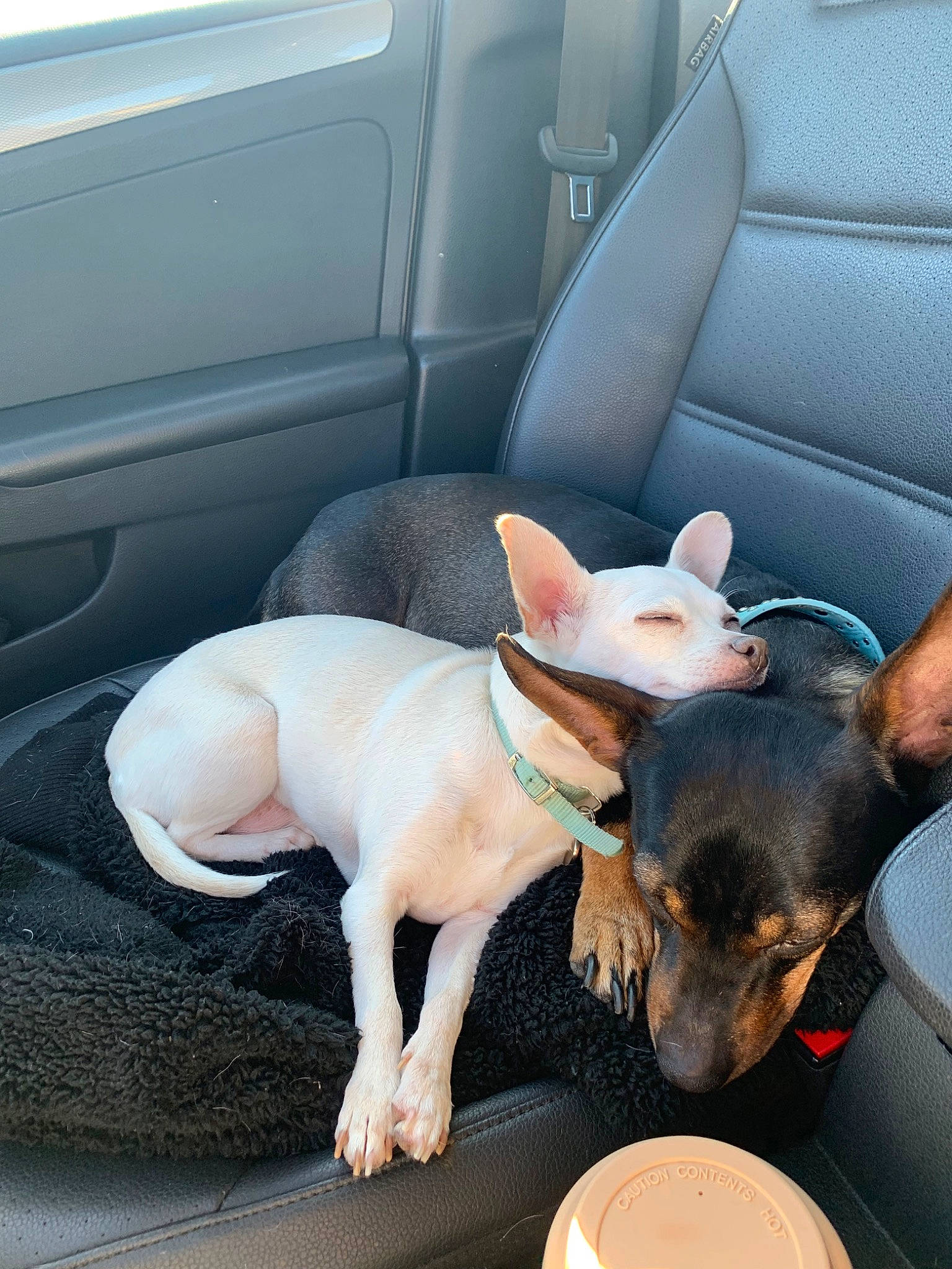 Stella is registered to the contest to win money with this photo: canidae, car_seat, carnivore, chihuahua, companion_dog, dog, dog_breed, ear, english_toy_terrier, feist, mammal, prazsky_krysarik, rat_terrier, small_terrier, snout, terrier, toy_dog, toy_fox_terrier, vehicle, vertebrate