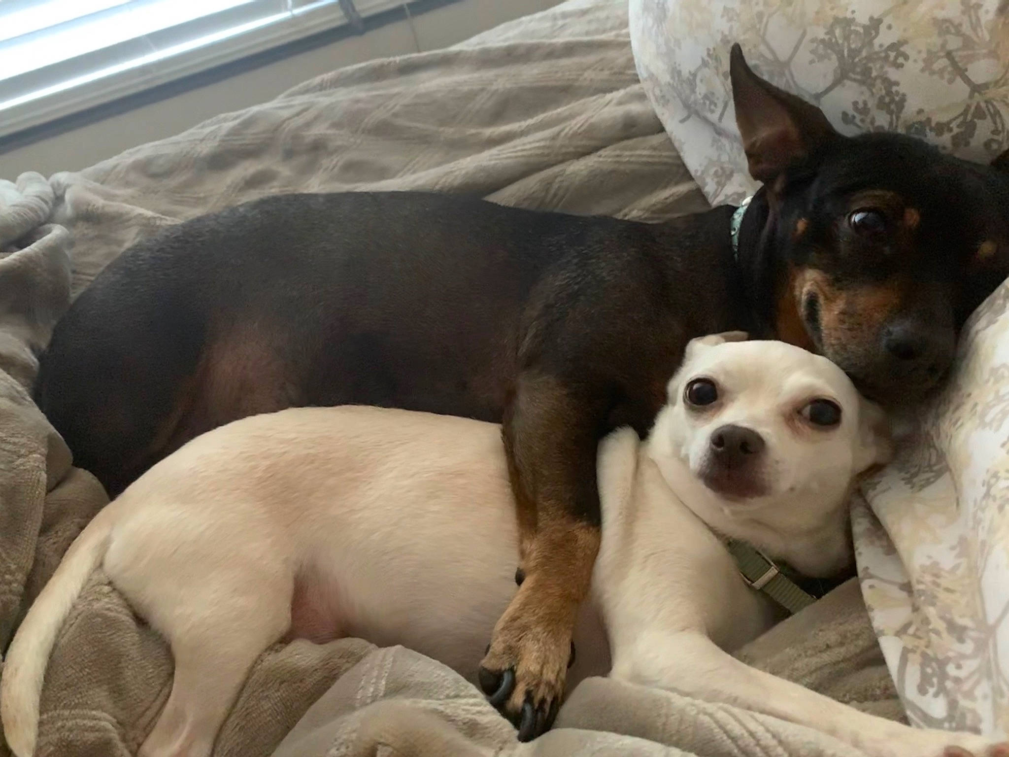 Stella is registered to the contest to win money with this photo: canidae, carnivore, chilean_fox_terrier, companion_dog, danish_swedish_farmdog, dog, dog_breed, feist, fox_terrier, mammal, miniature_fox_terrier, puppy, puppy_love, rat_terrier, ratonero_bodeguero_andaluz, snout, teddy_roosevelt_terrier, toy_dog, toy_fox_terrier, vertebrate