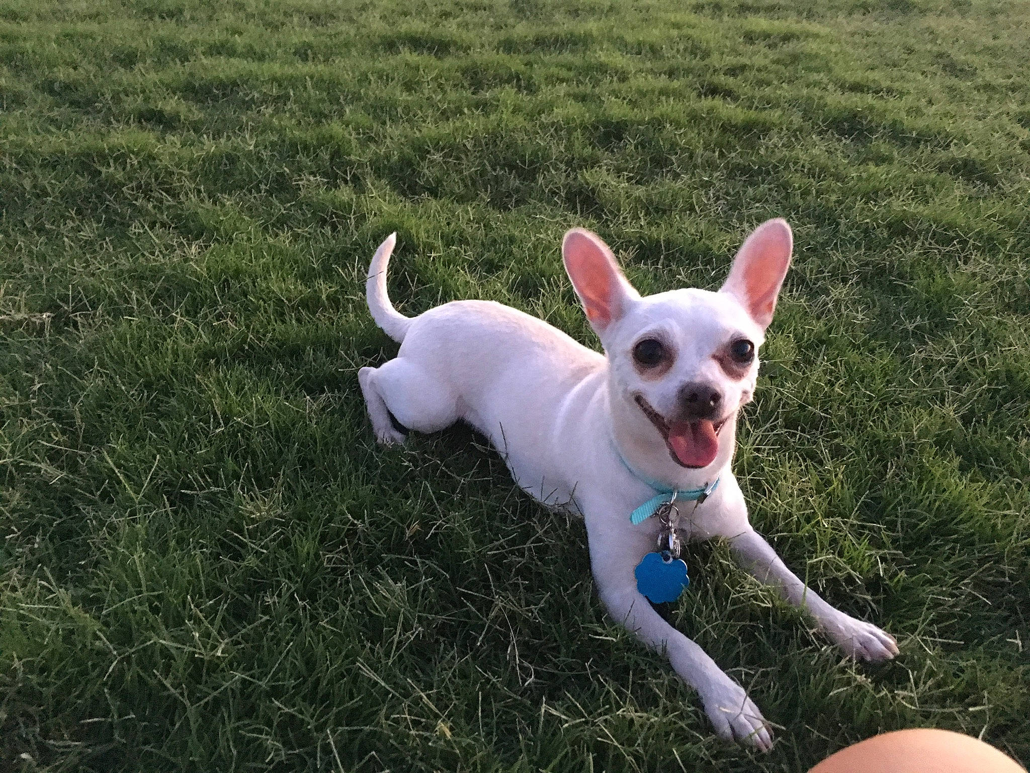 Stella is registered to the contest to win money with this photo: adventure, canidae, carnivore, companion_dog, dog, dog_breed, ear, fawn, grass, mammal, non_sporting_group, puppy, sporting_group, tail, vertebrate