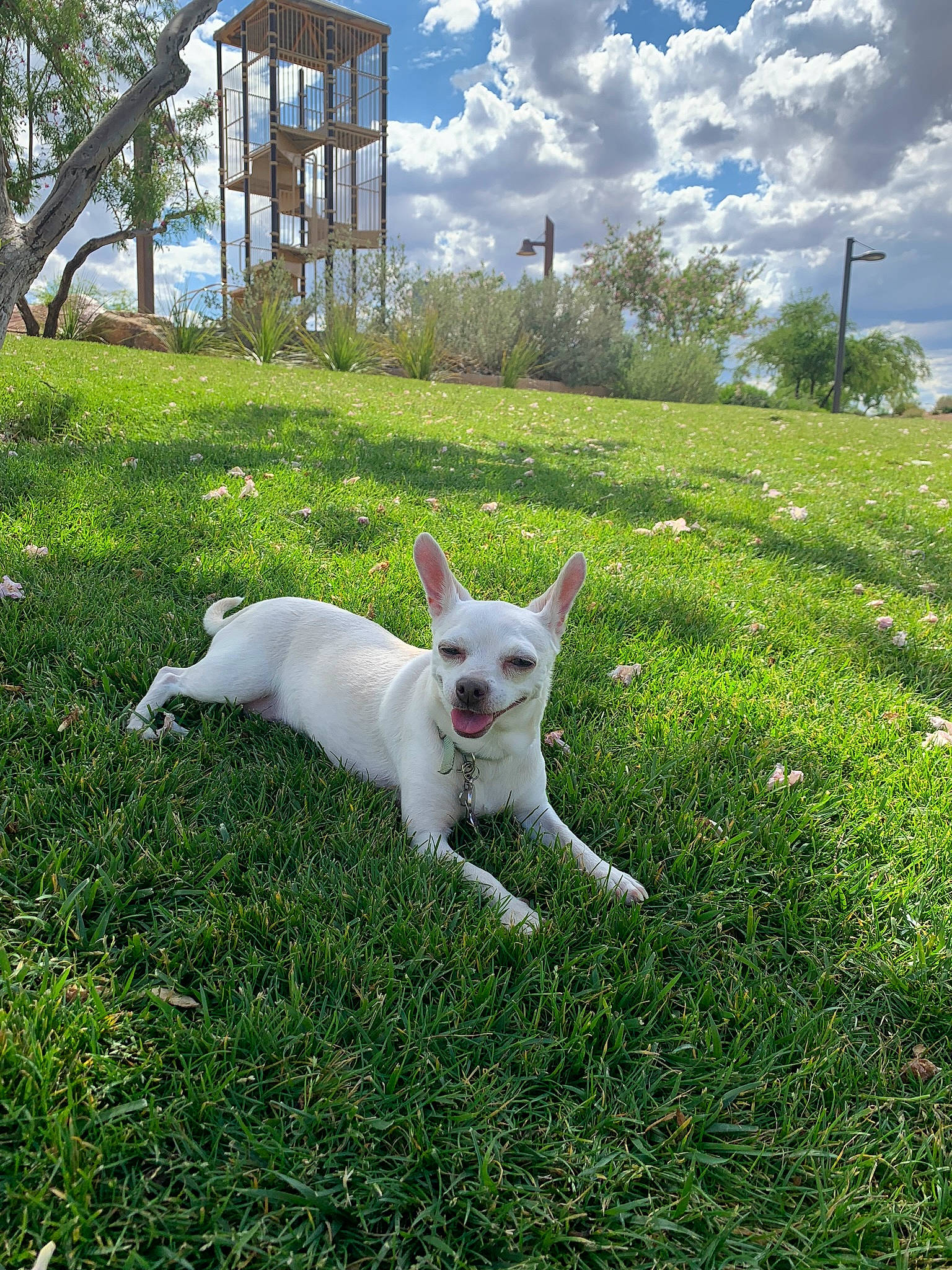 Stella joined the competition — help win amazing prizes! bull_terrier, canidae, carnivore, companion_dog, dog, dog_breed, fawn, french_bulldog, grass, lawn, mammal, non_sporting_group, plant, tail, vertebrate, white_shepherd