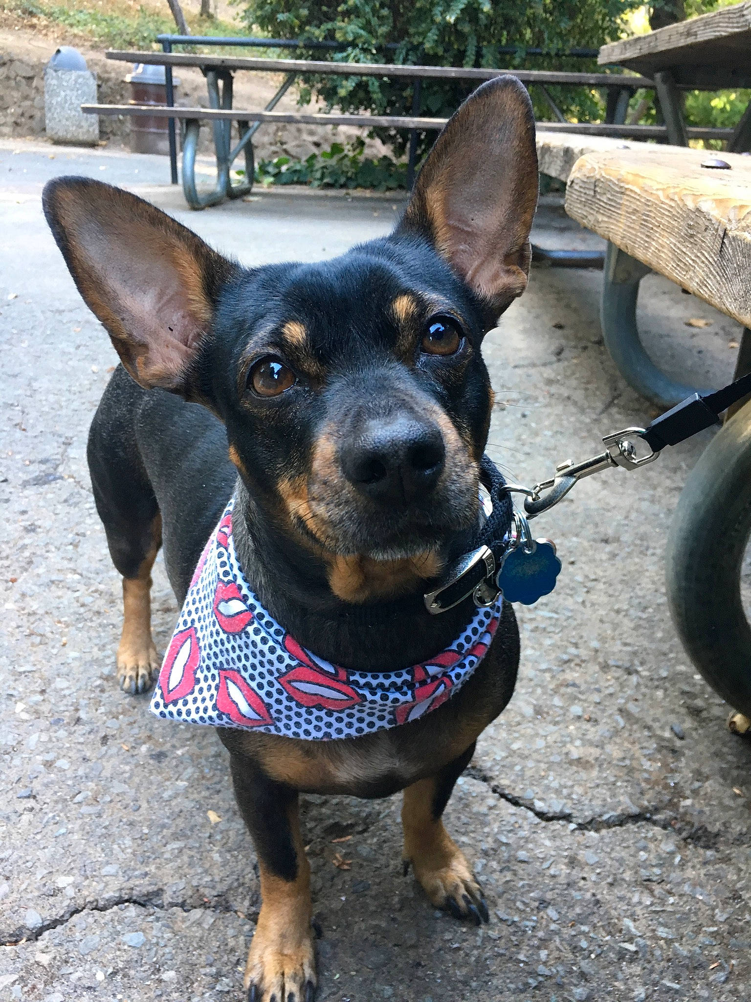 Koko joined the competition — help win amazing prizes! canidae, carnivore, collar, dog, dog_breed, dog_collar, german_pinscher, guard_dog, lancashire_heeler, leash, mammal, miniature_pinscher, pinscher, prazsky_krysarik, rare_breed_dog, snout, sporting_group, toy_dog, vertebrate, working_dog